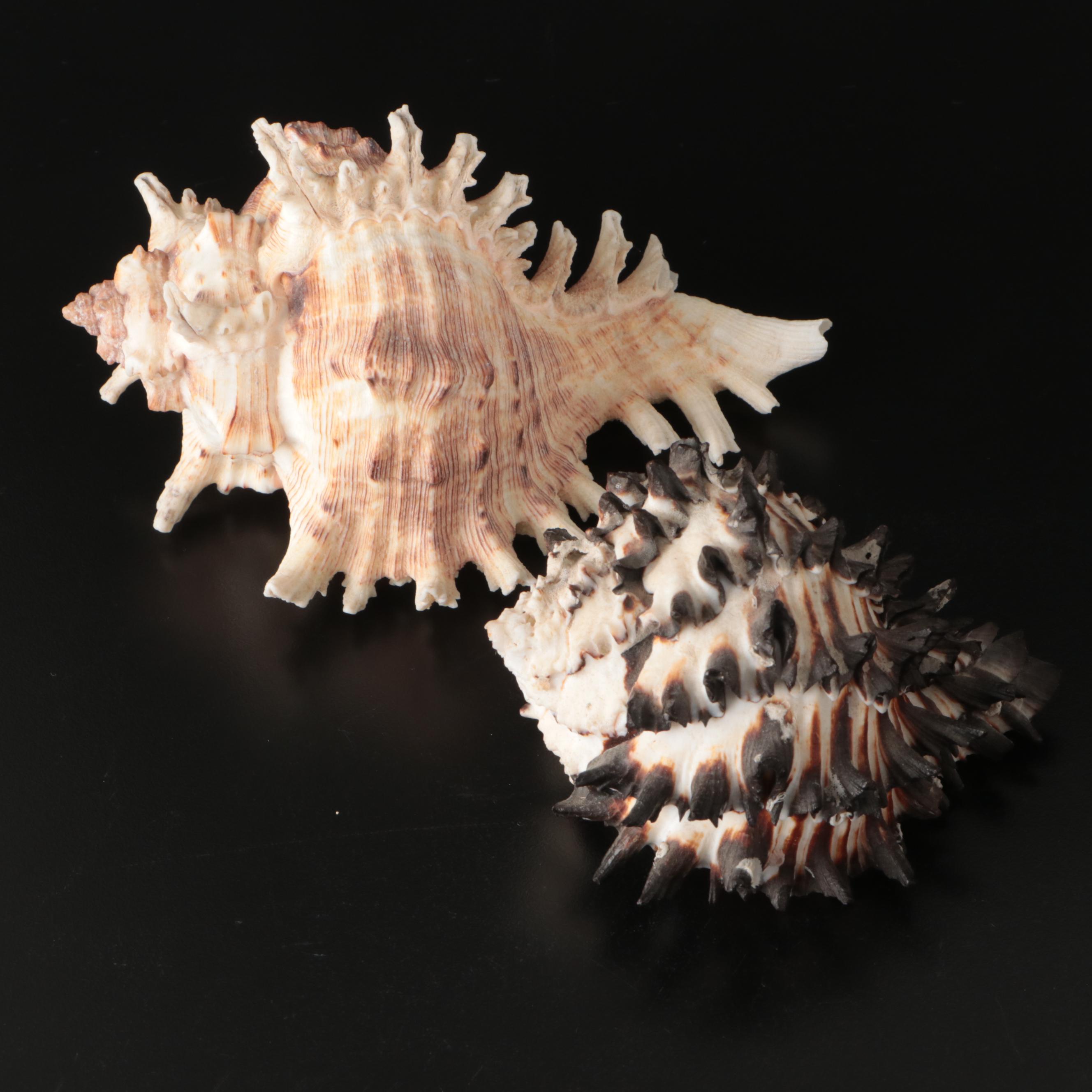 Brain Coral Fossil, Black Murex, Striped Fox Conch with Other Specimens