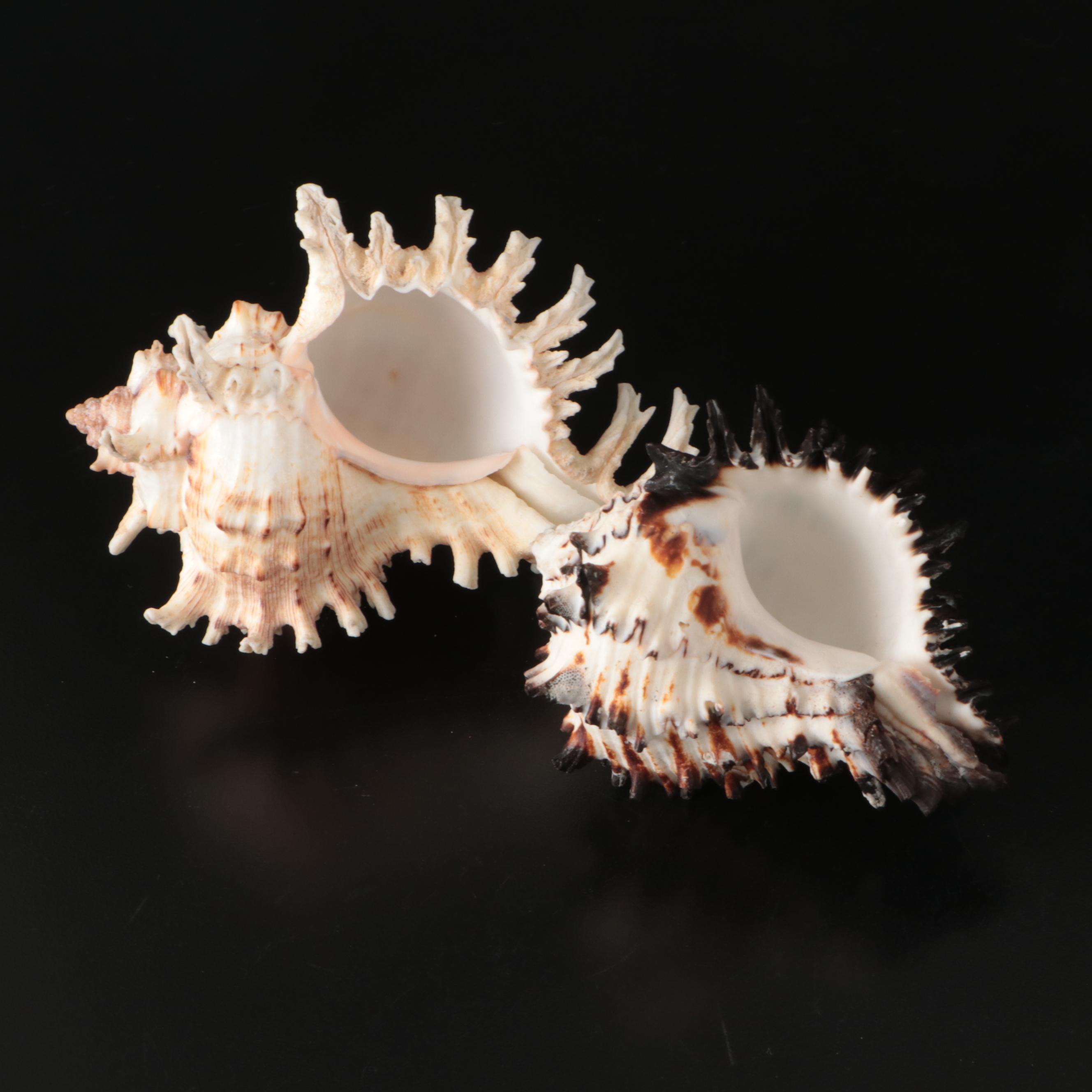 Brain Coral Fossil, Black Murex, Striped Fox Conch with Other Specimens