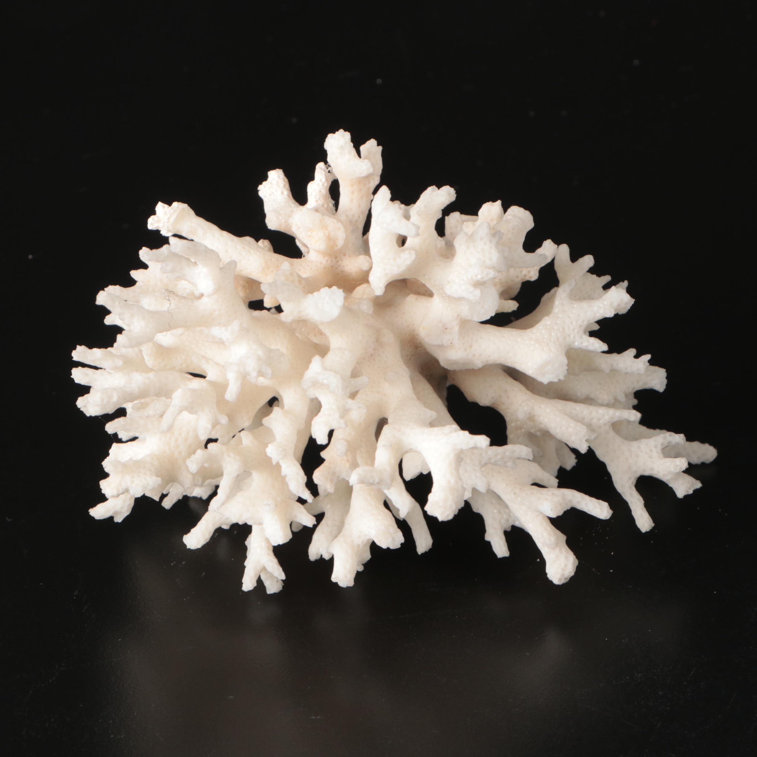 Brain Coral Fossil, Black Murex, Striped Fox Conch with Other Specimens