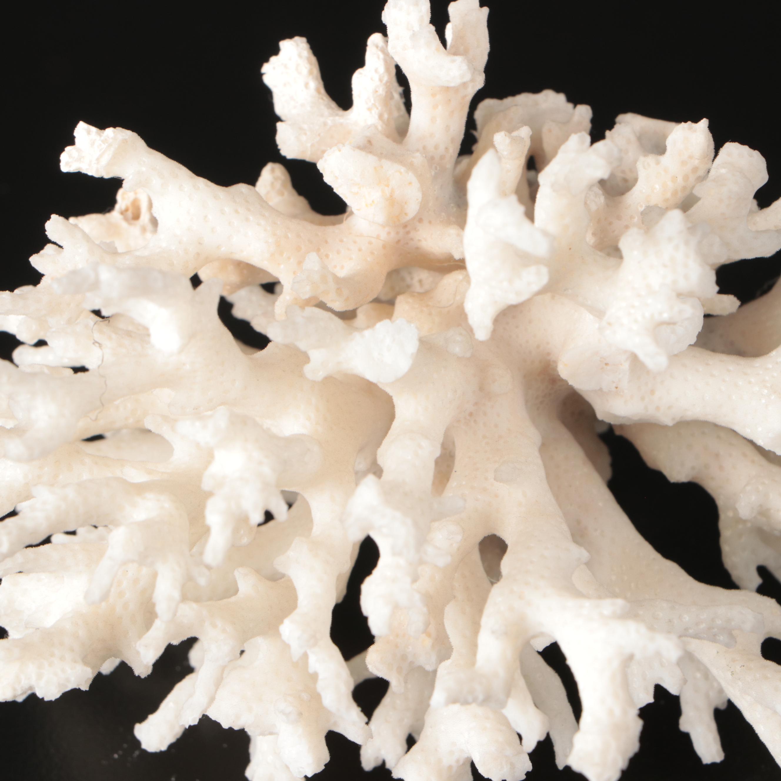 Brain Coral Fossil, Black Murex, Striped Fox Conch with Other Specimens