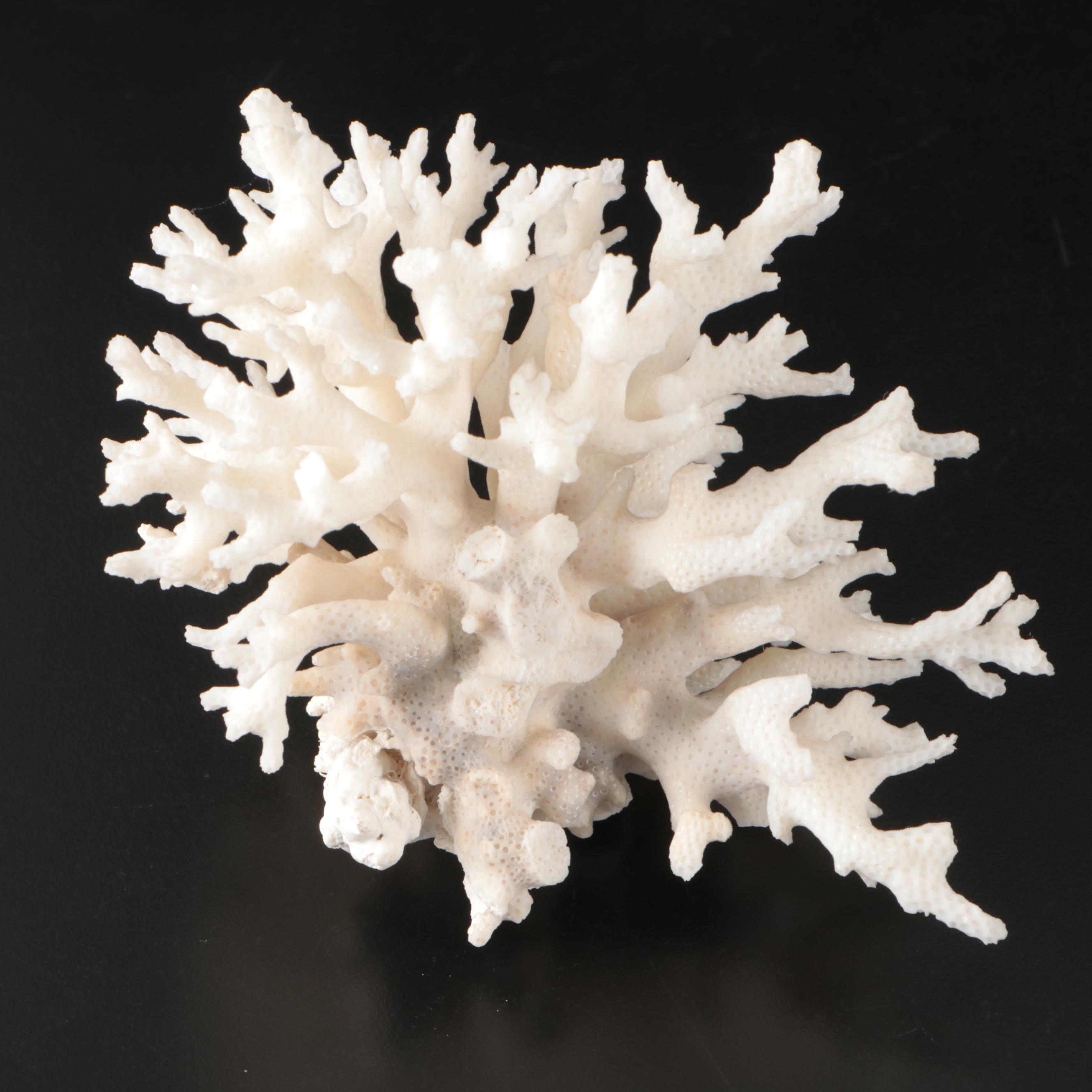 Brain Coral Fossil, Black Murex, Striped Fox Conch with Other Specimens