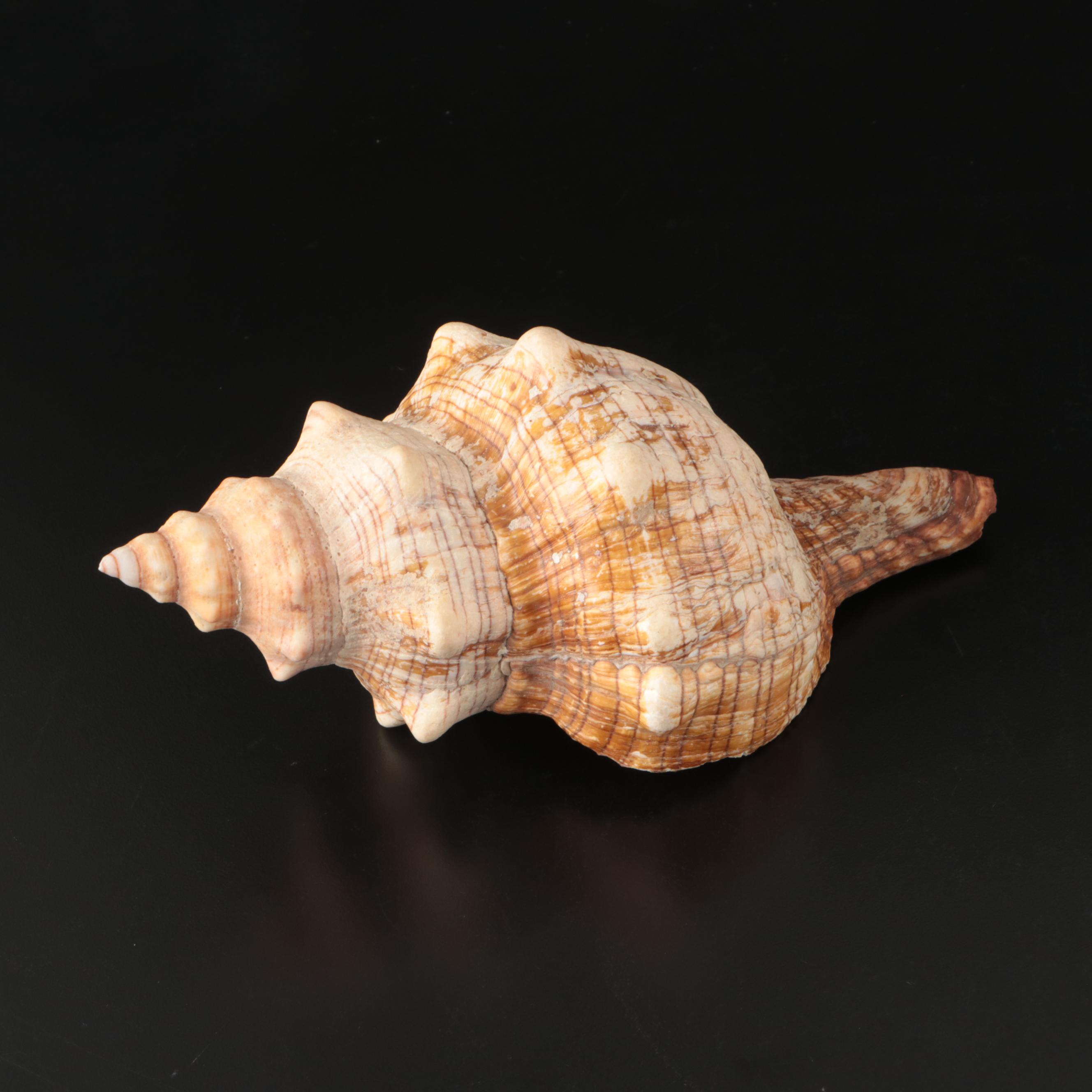 Brain Coral Fossil, Black Murex, Striped Fox Conch with Other Specimens