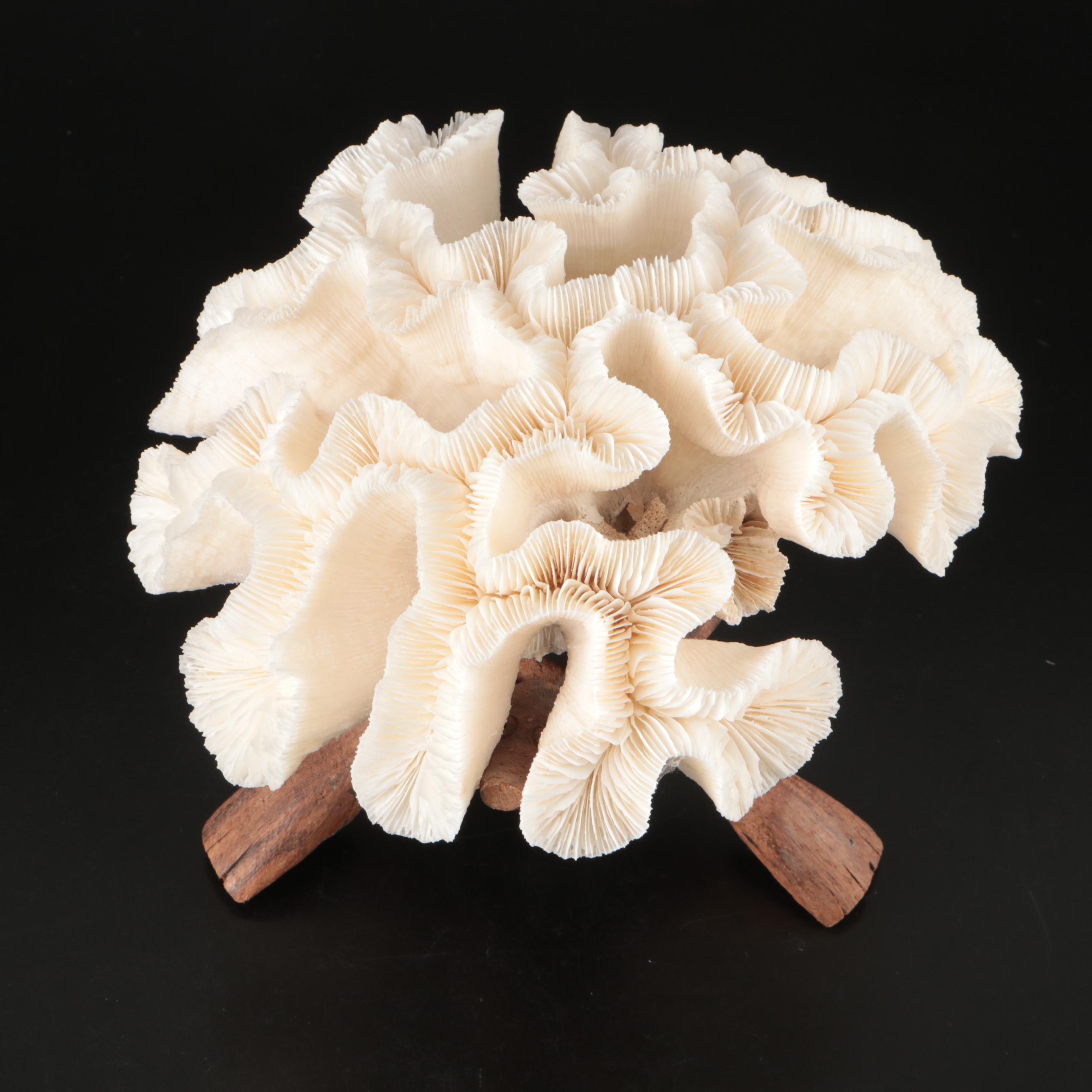 Brain Coral Fossil, Black Murex, Striped Fox Conch with Other Specimens