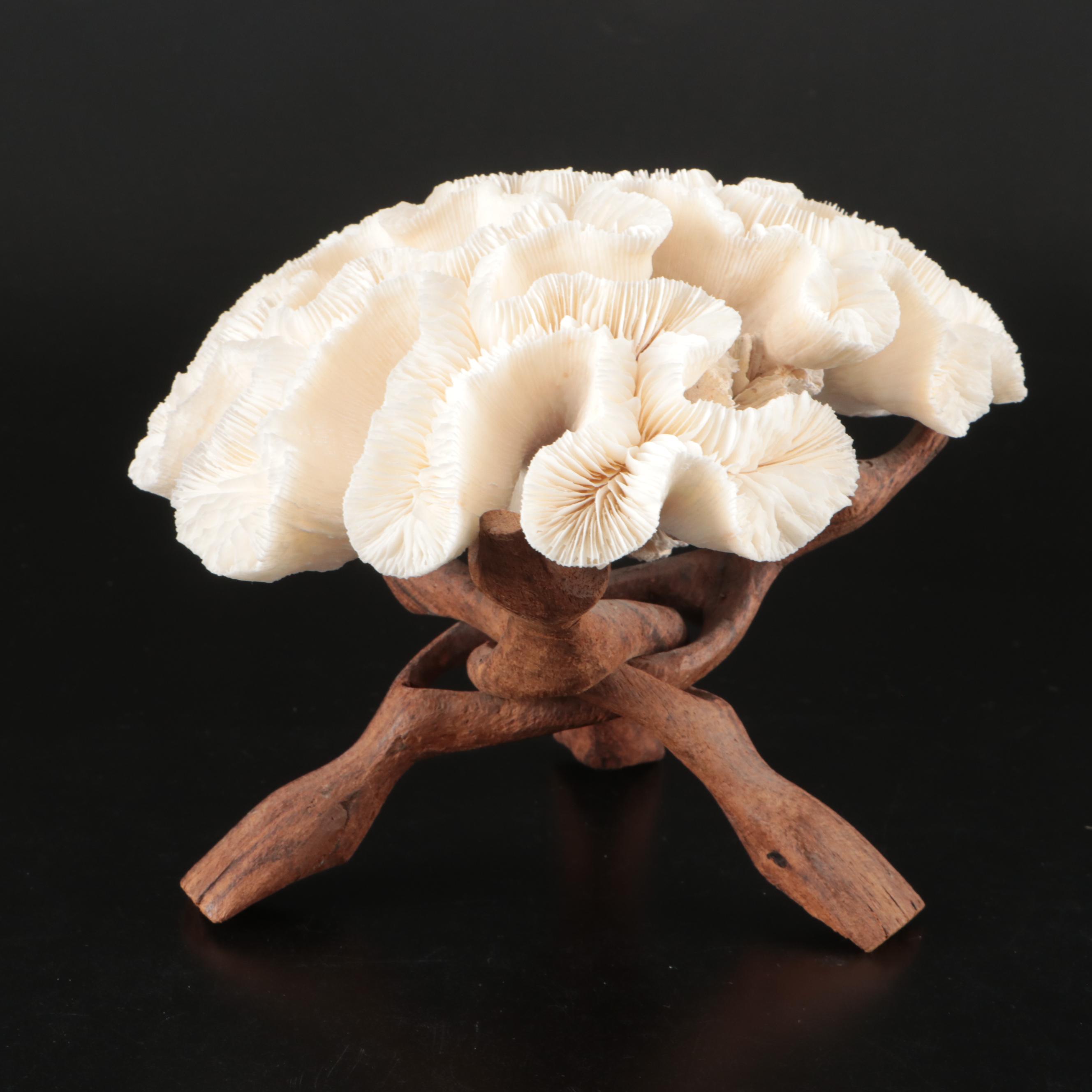 Brain Coral Fossil, Black Murex, Striped Fox Conch with Other Specimens