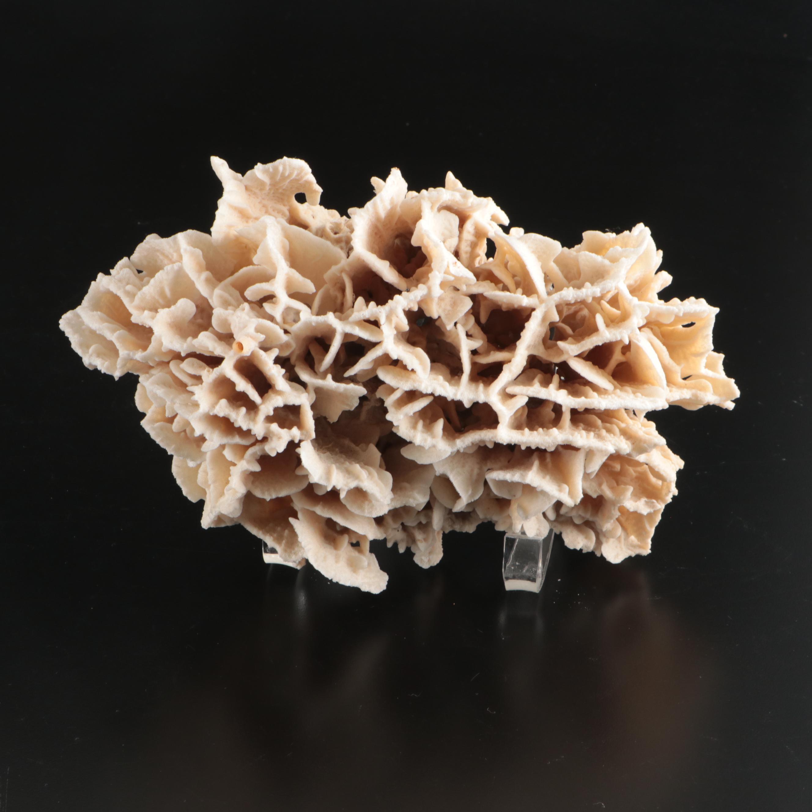 Brain Coral Fossil, Black Murex, Striped Fox Conch with Other Specimens