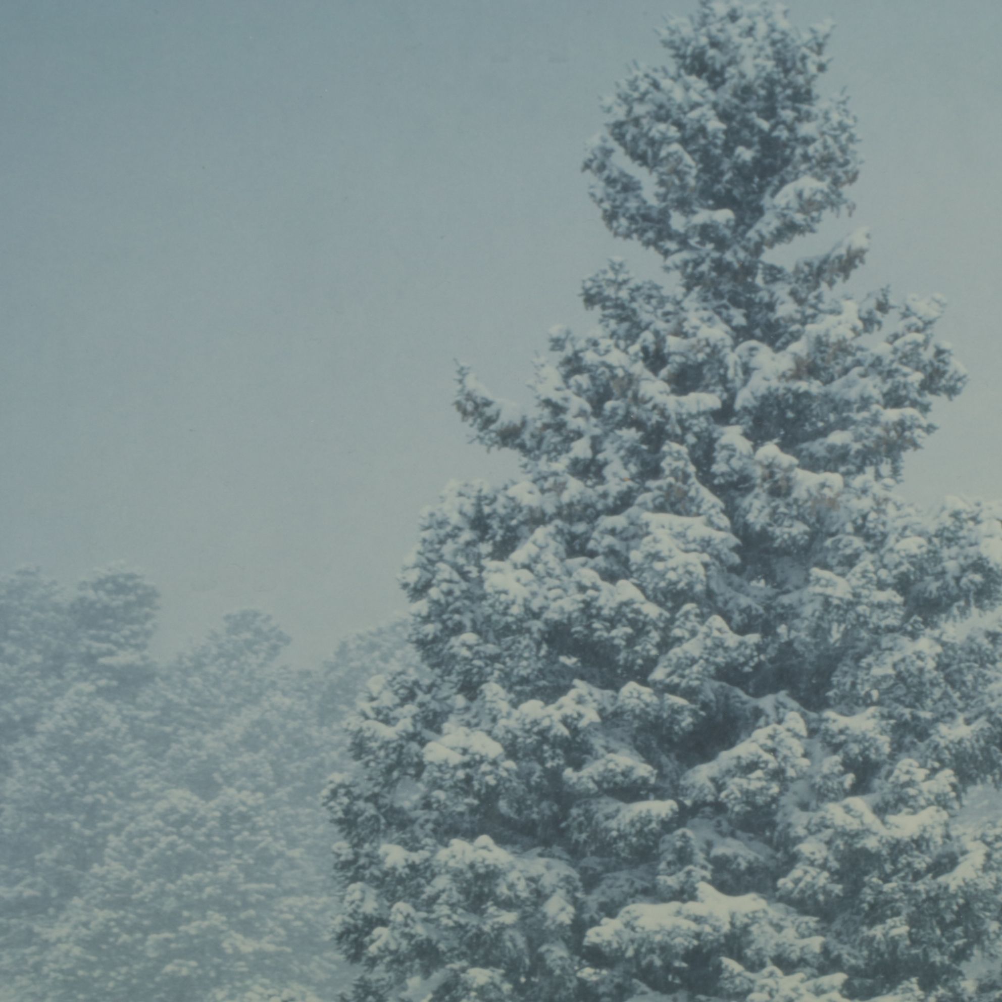 Richard Neuman Photograph "Bull Elk Among Snow and Pine - Colorado"