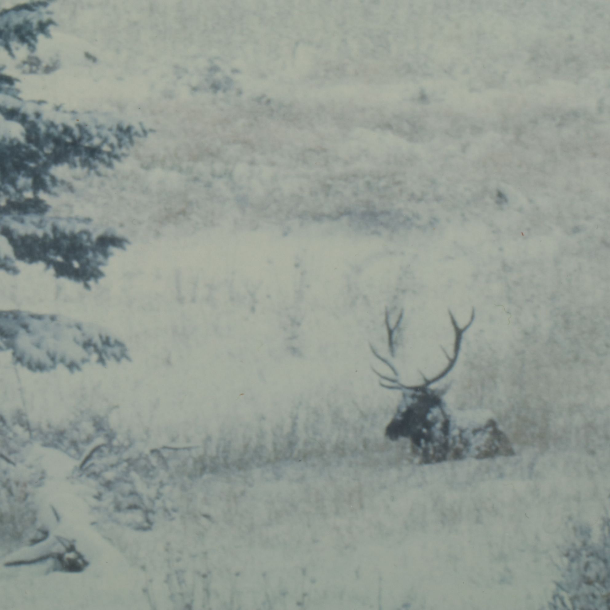 Richard Neuman Photograph "Bull Elk Among Snow and Pine - Colorado"