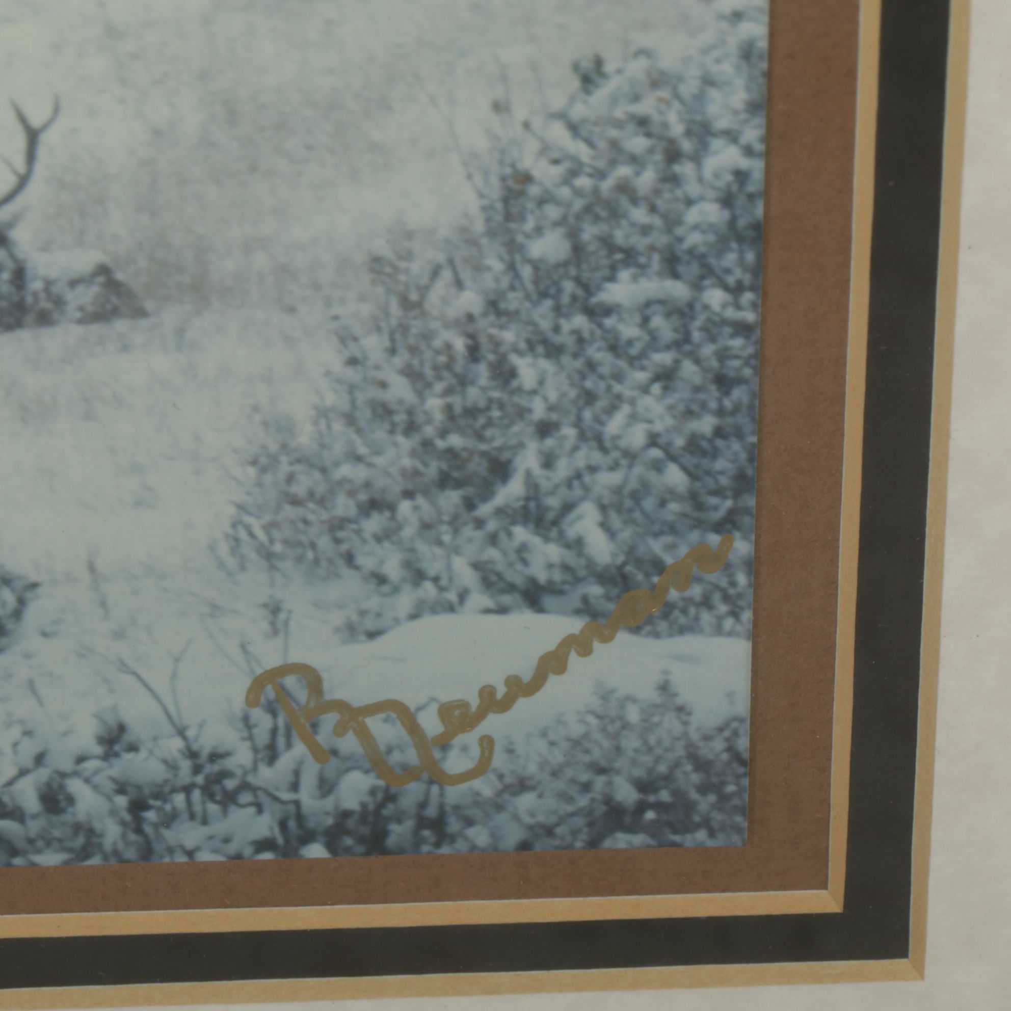 Richard Neuman Photograph "Bull Elk Among Snow and Pine - Colorado"