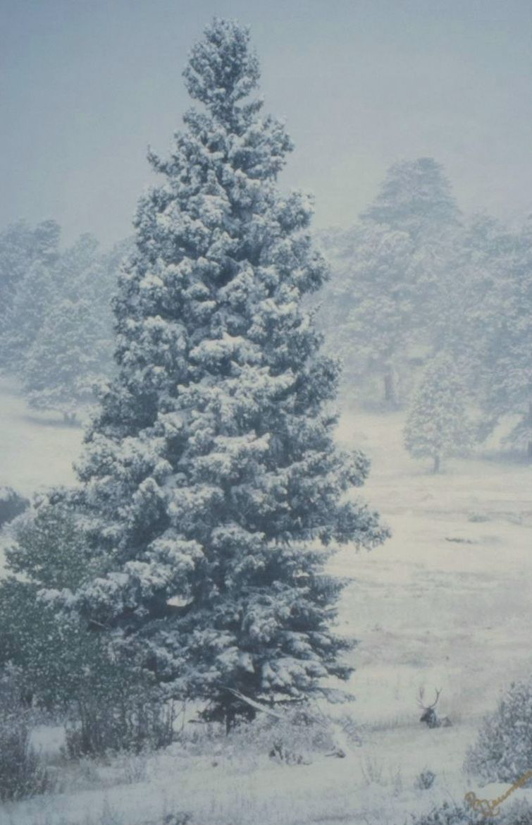 Richard Neuman Photograph "Bull Elk Among Snow and Pine - Colorado"
