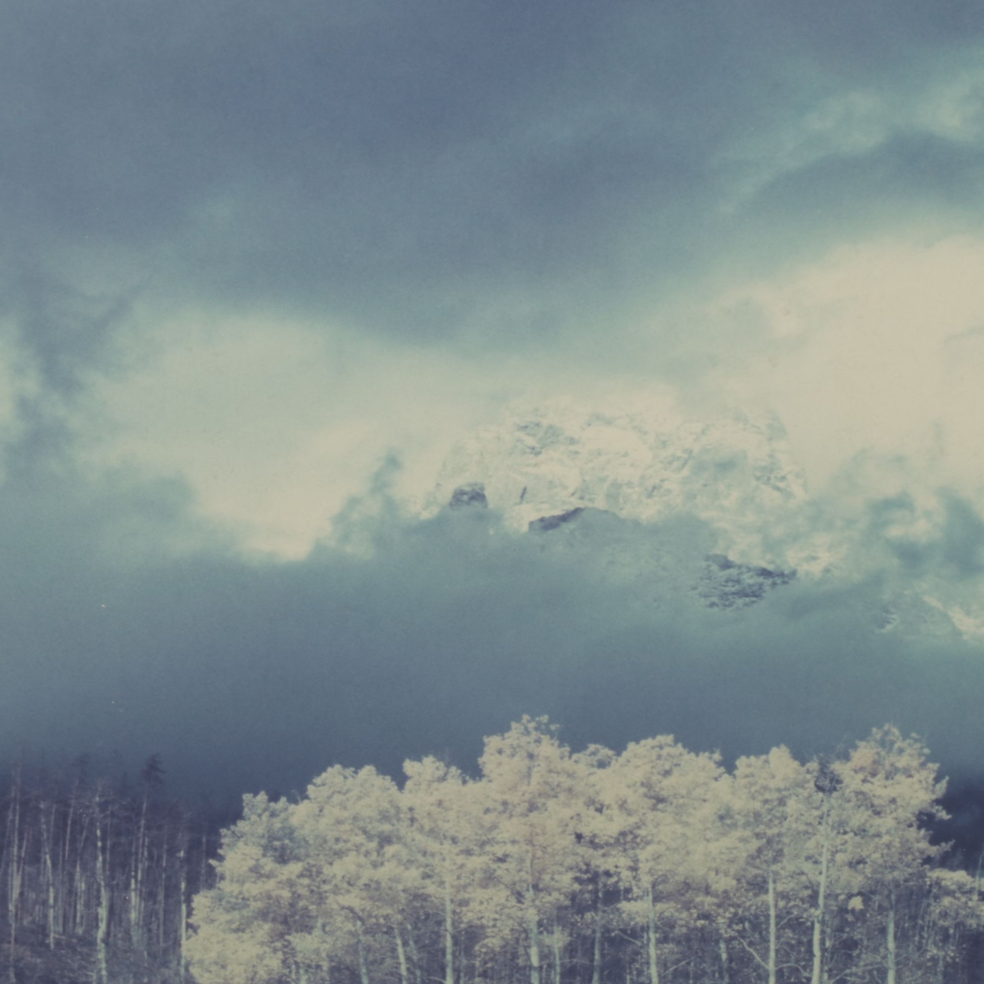 Blue Monochrome Montane Forest Landscape Photograph , 1989