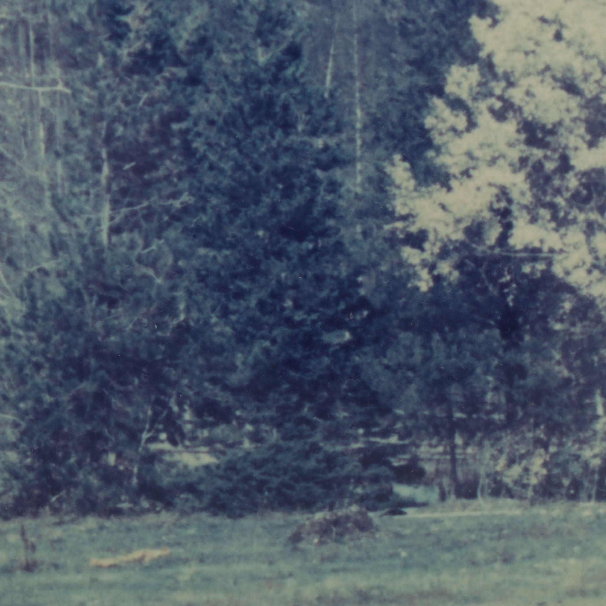 Blue Monochrome Montane Forest Landscape Photograph , 1989