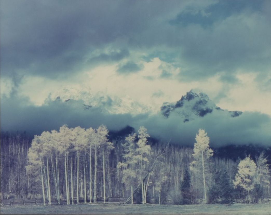 Blue Monochrome Montane Forest Landscape Photograph , 1989