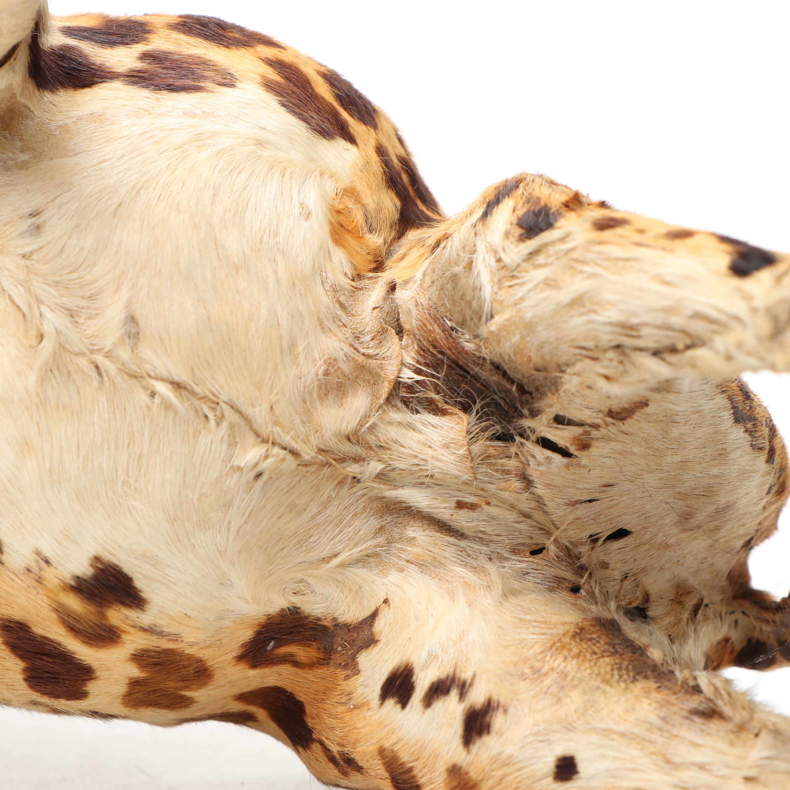 Pierced Sheet Metal Giraffe Votive Holder with Other Giraffe Décor