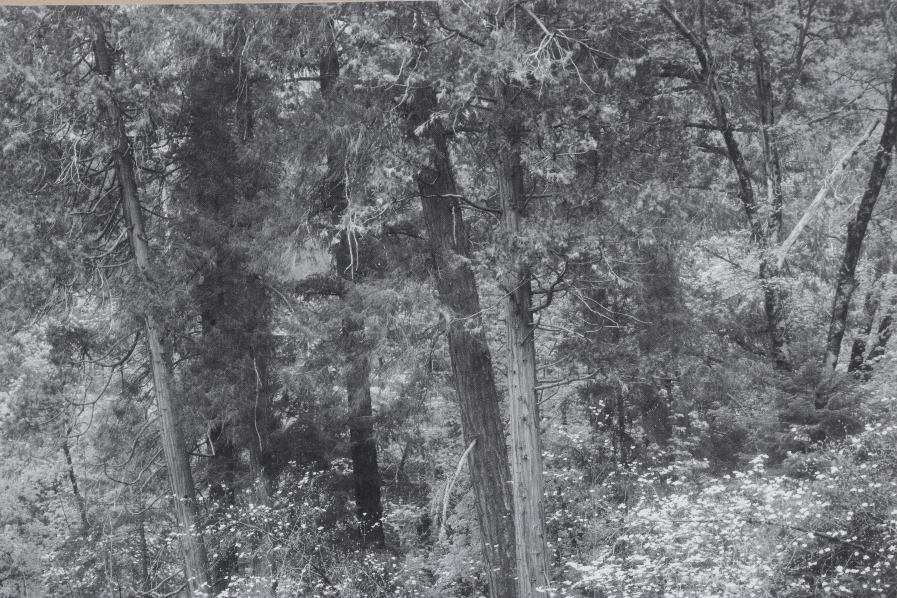 Ansel Adams "Tenaya Creek" Offset Lithograph, Late 20th to Early 21st Century