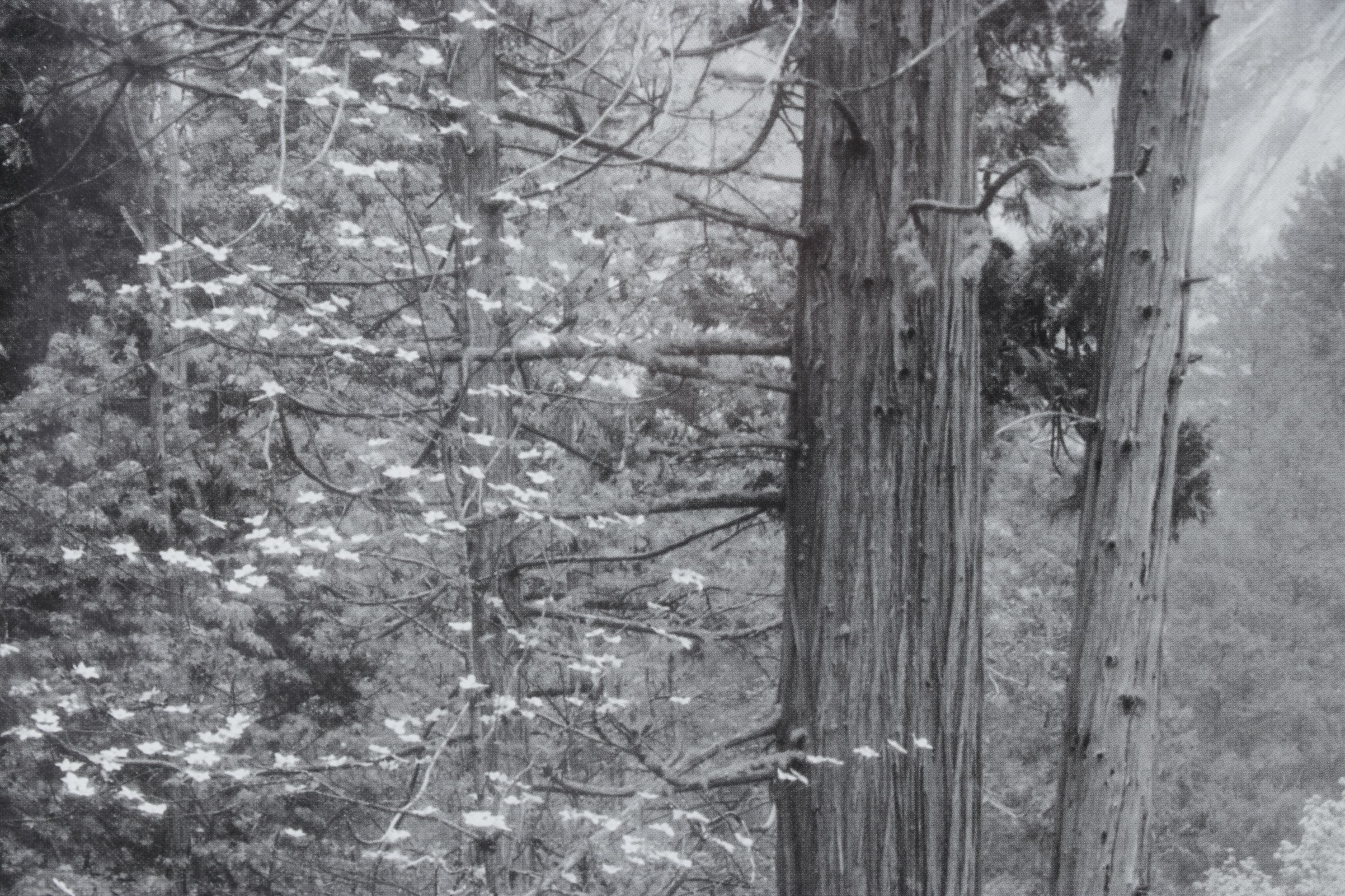 Ansel Adams "Tenaya Creek" Offset Lithograph, Late 20th to Early 21st Century