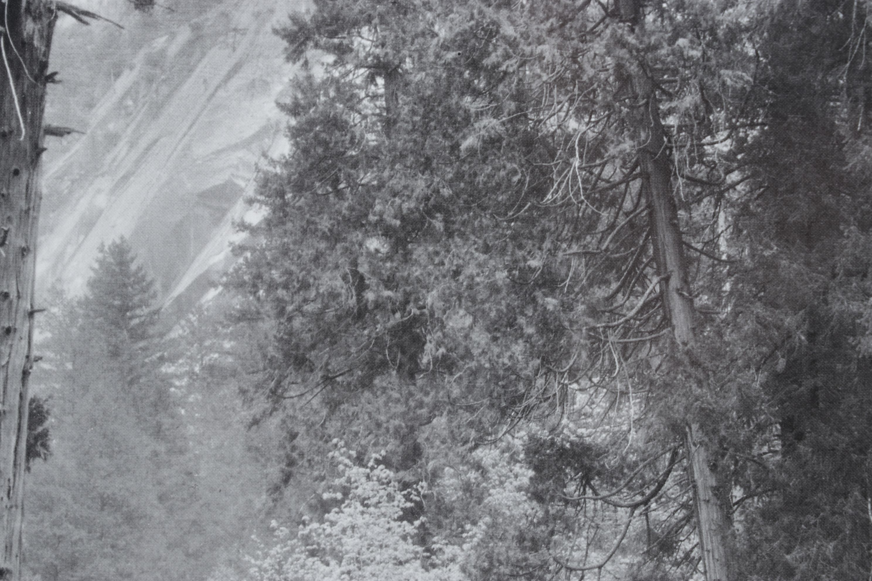 Ansel Adams "Tenaya Creek" Offset Lithograph, Late 20th to Early 21st Century