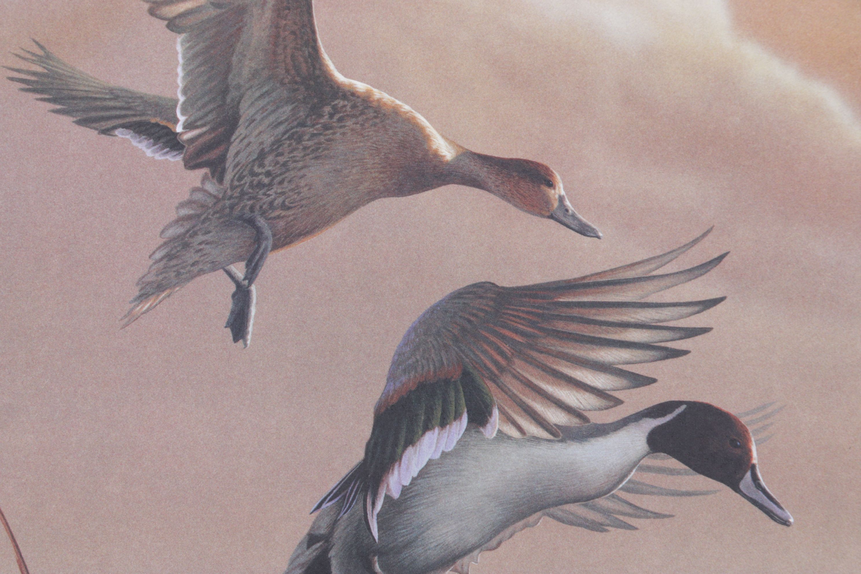 Richard Clifton "Landing Pintails, Lifting Fog" Offset Lithograph