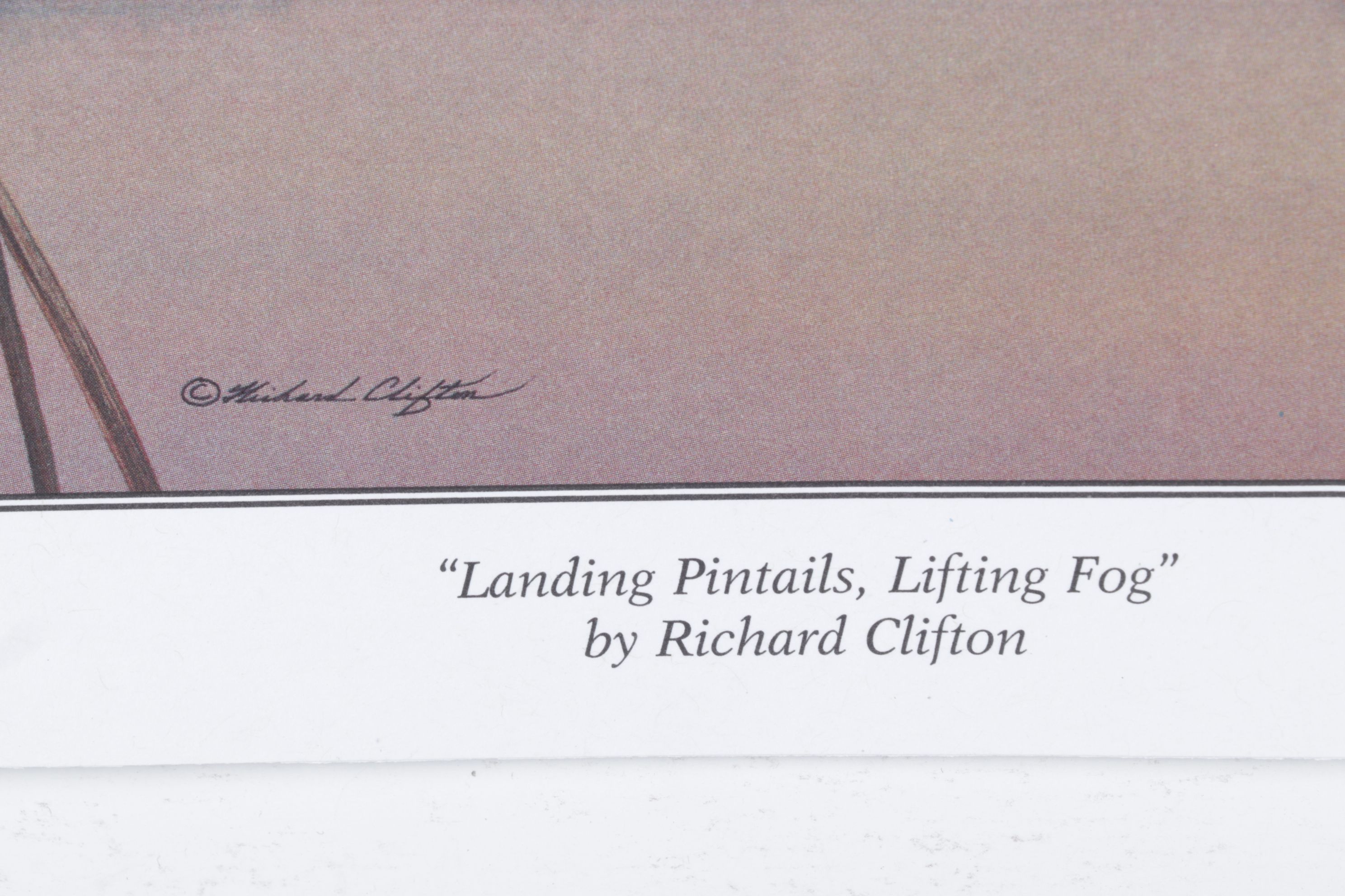 Richard Clifton "Landing Pintails, Lifting Fog" Offset Lithograph