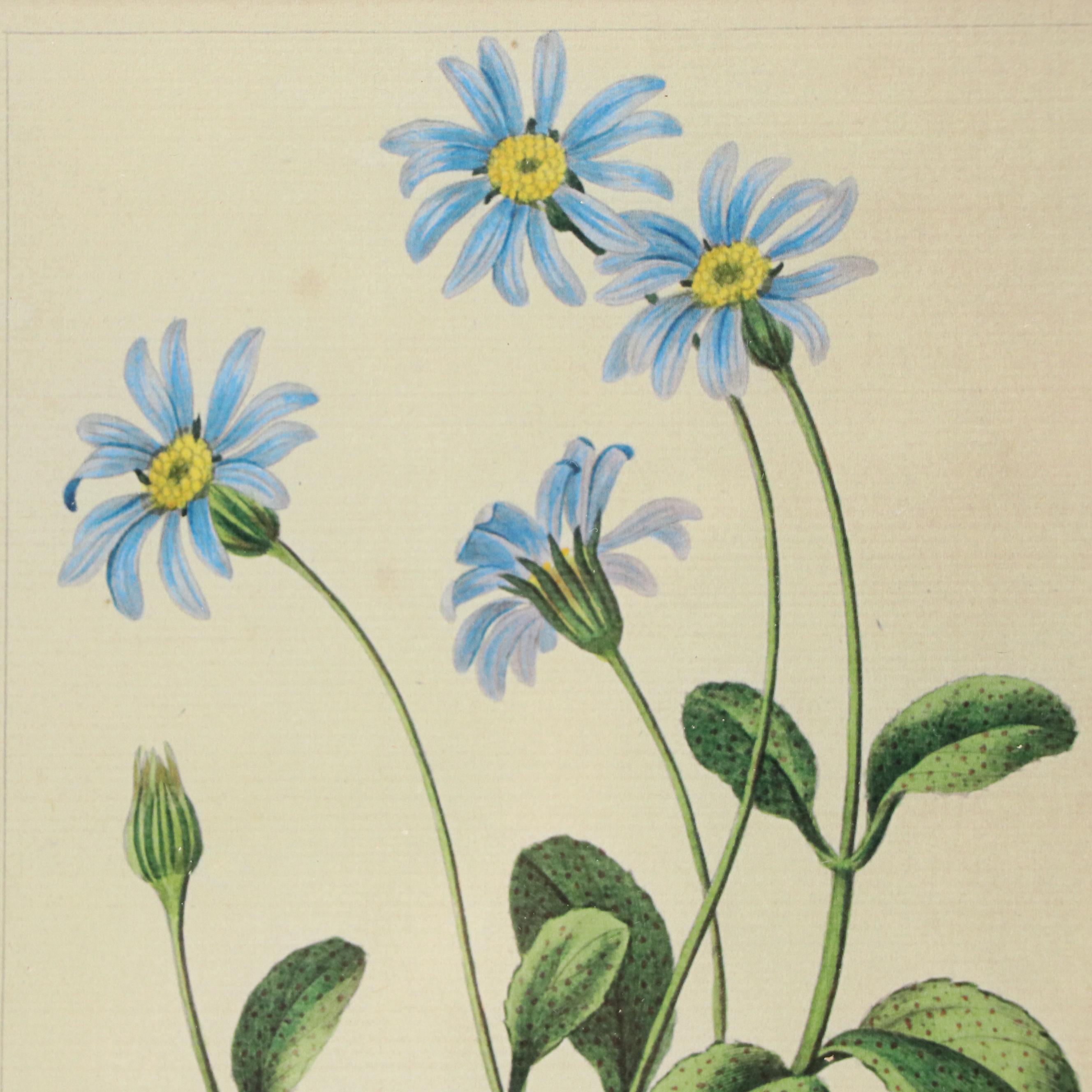 Botanical "Cineraria Amelloides" Print with Beveled Mirror Frame