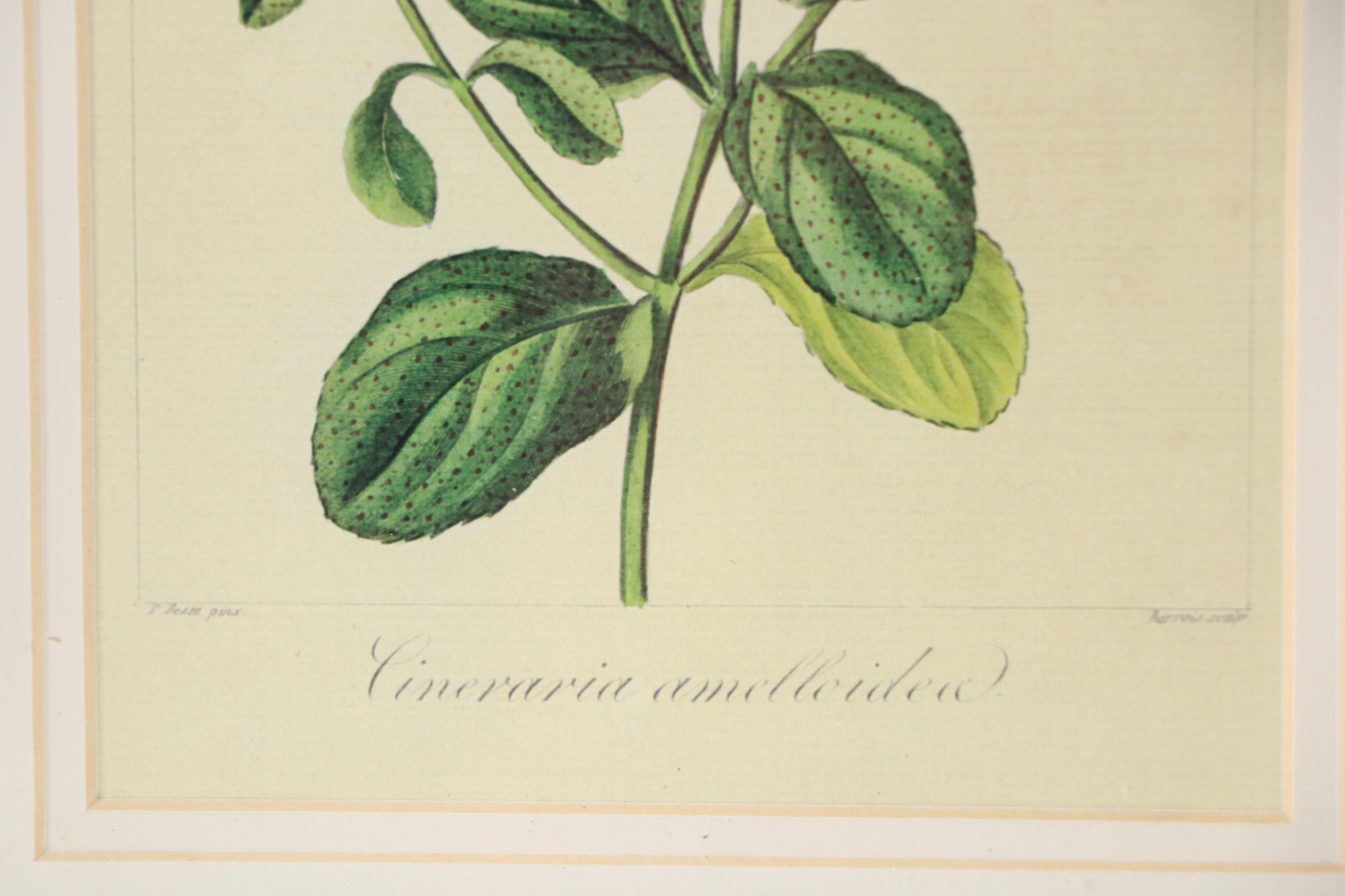 Botanical "Cineraria Amelloides" Print with Beveled Mirror Frame