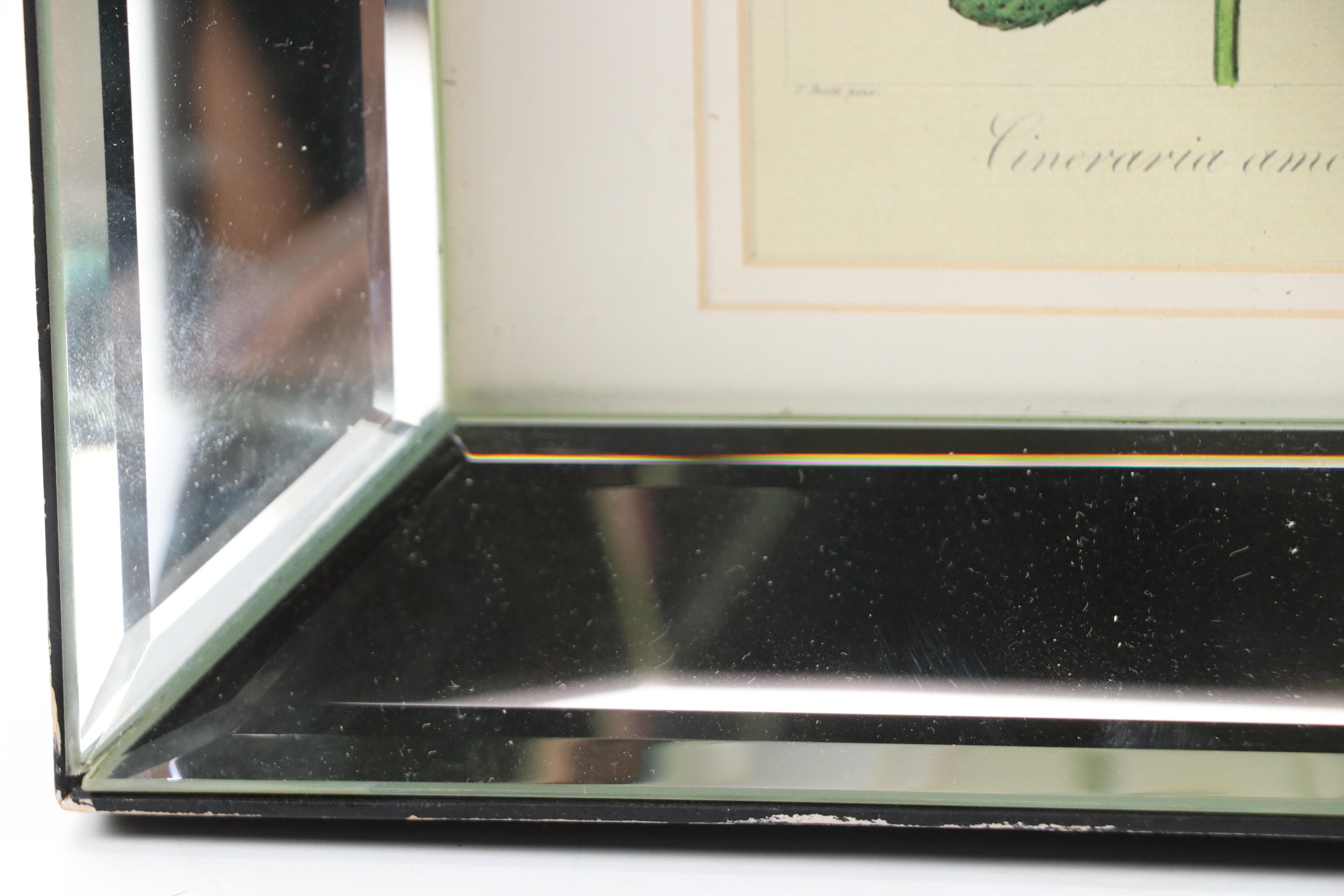 Botanical "Cineraria Amelloides" Print with Beveled Mirror Frame