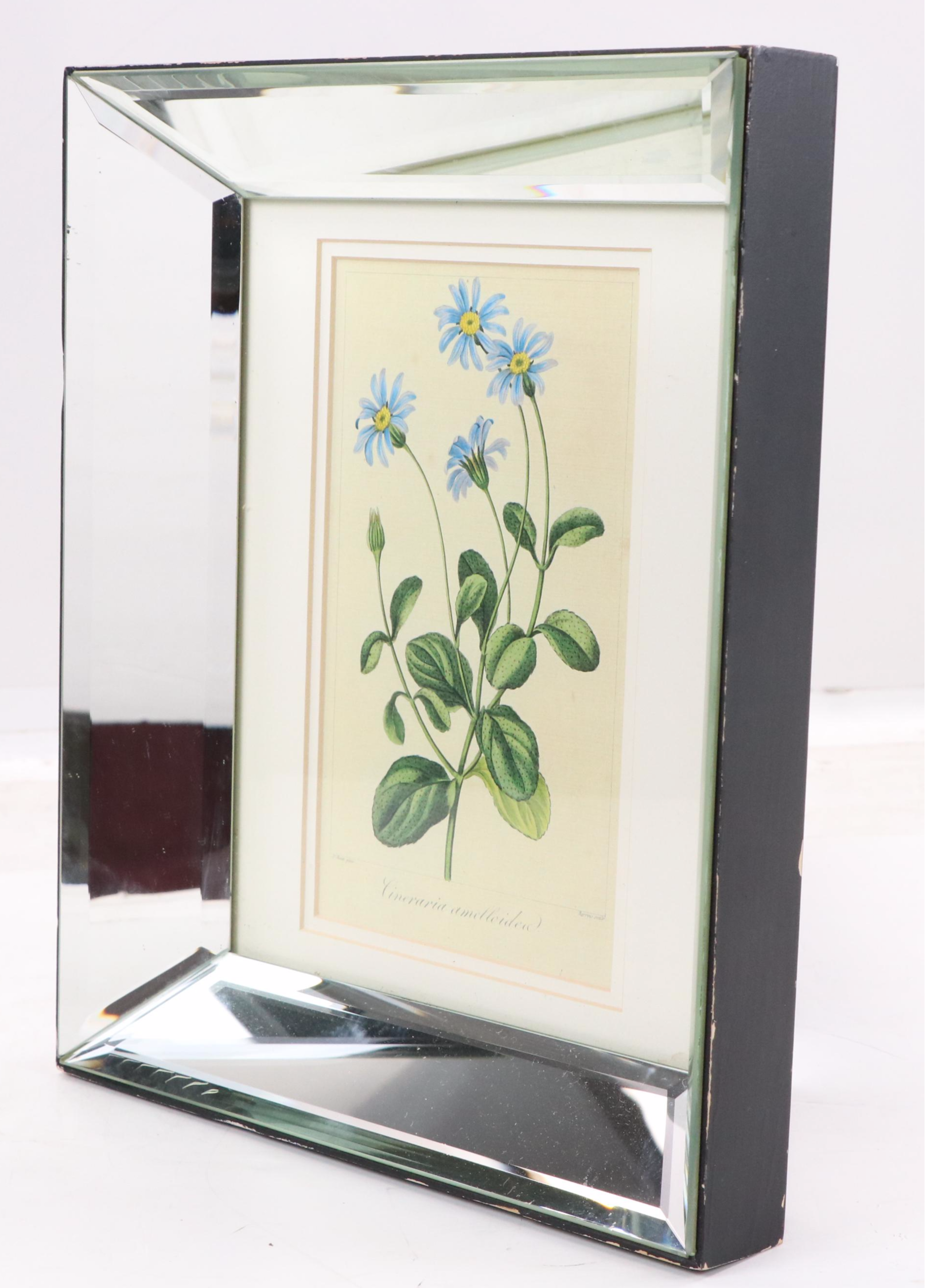 Botanical "Cineraria Amelloides" Print with Beveled Mirror Frame