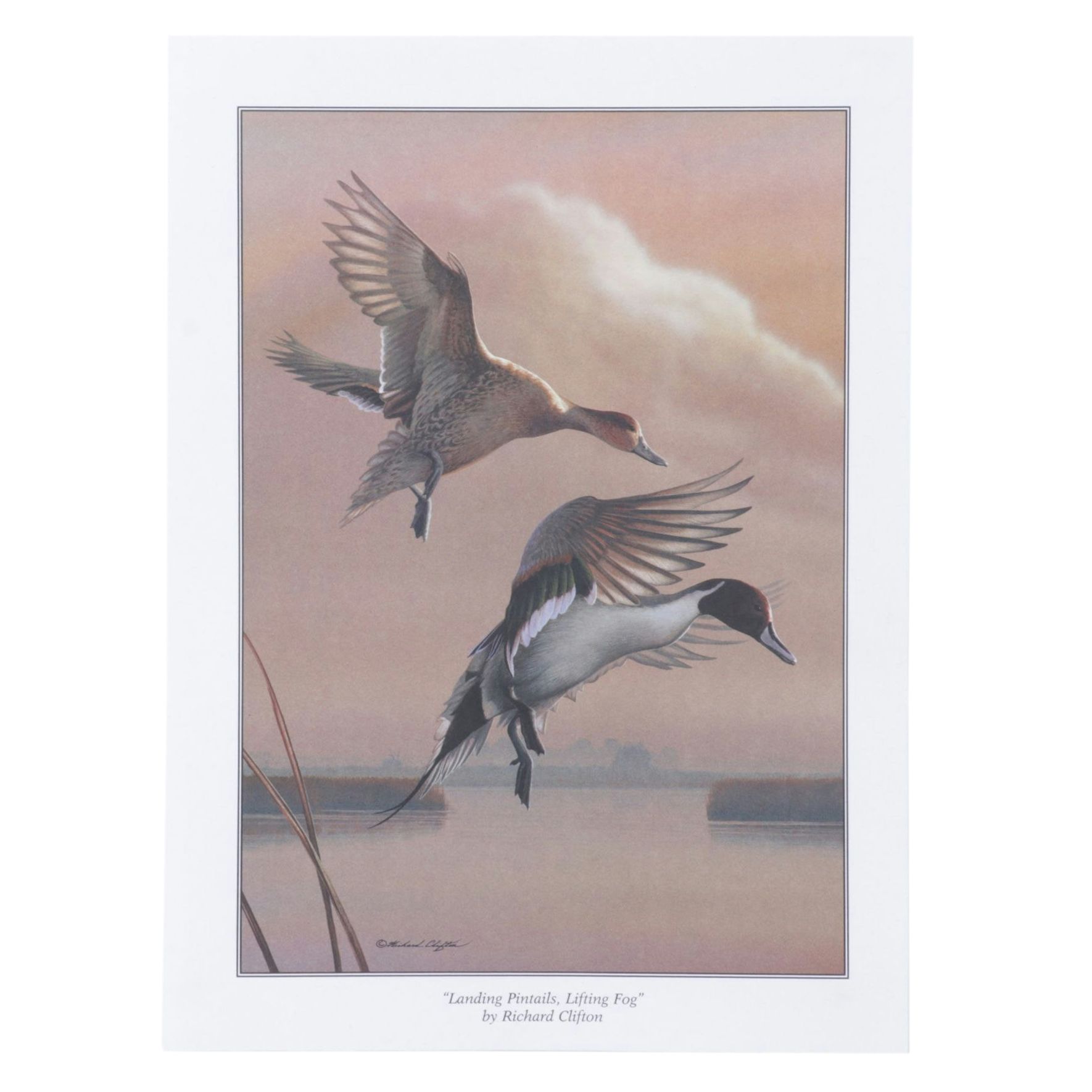 Richard Clifton "Landing Pintails, Lifting Fog" Offset Lithograph