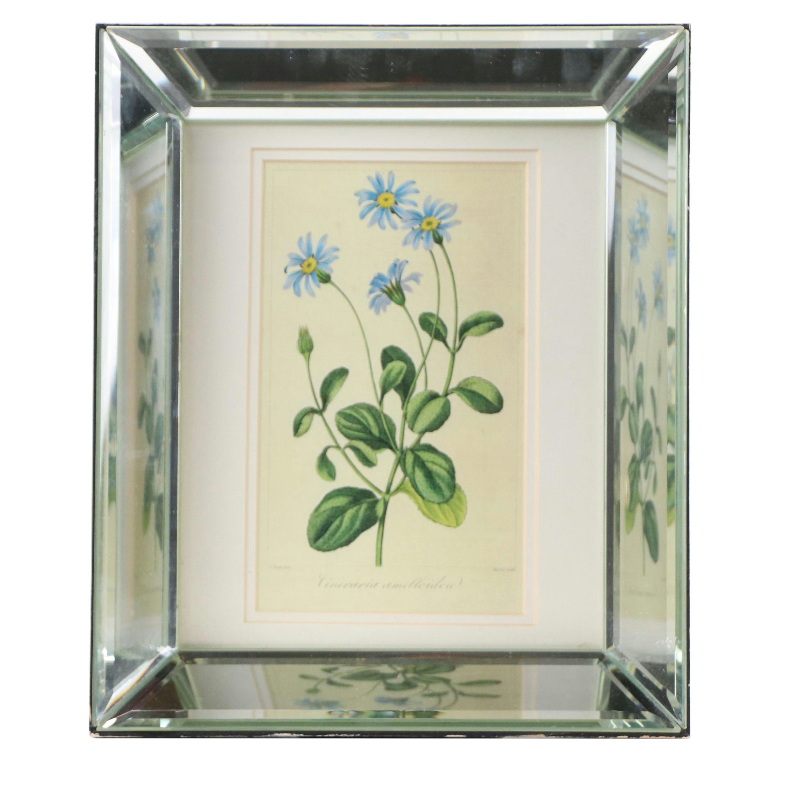 Botanical "Cineraria Amelloides" Print with Beveled Mirror Frame