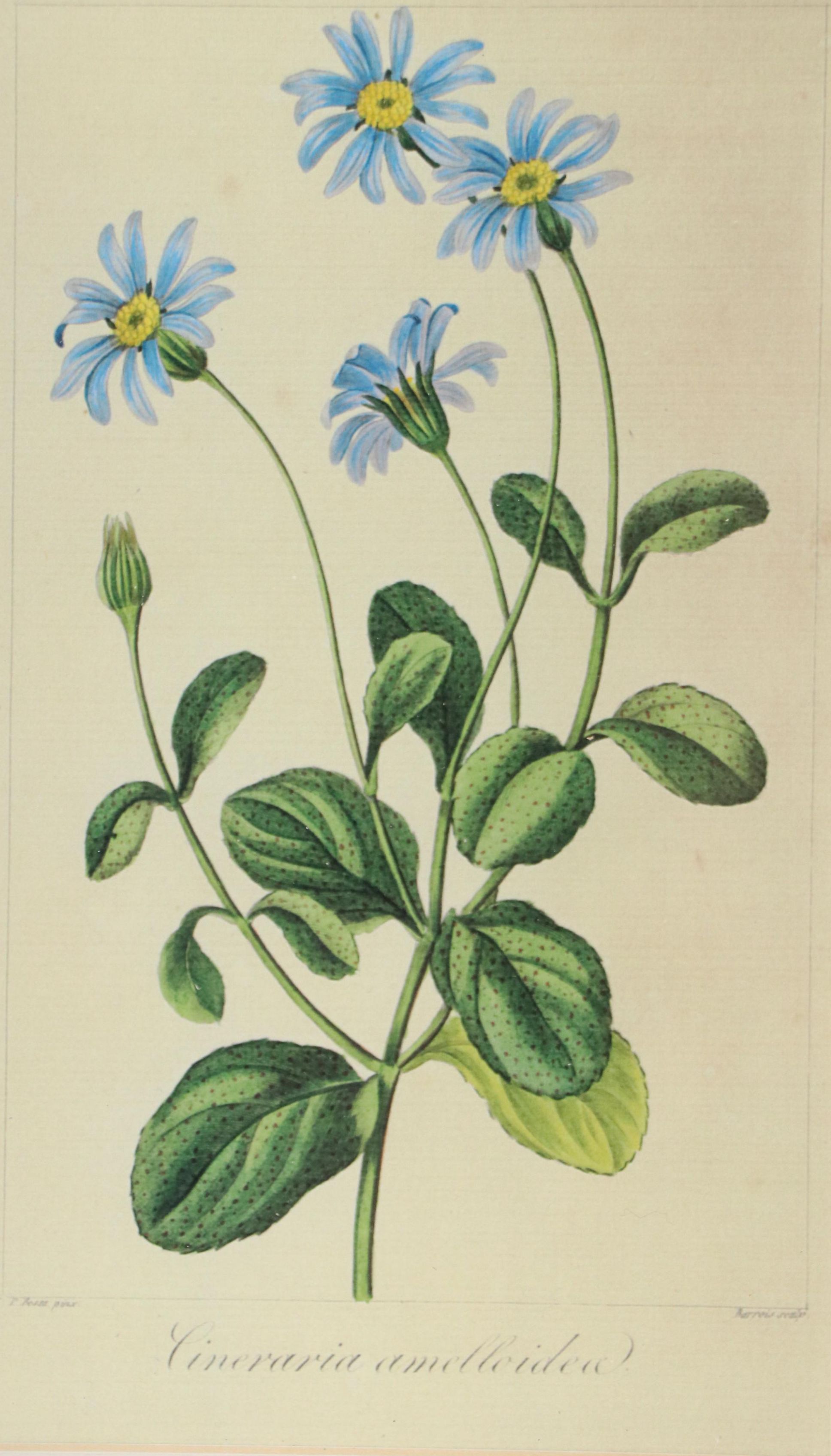 Botanical "Cineraria Amelloides" Print with Beveled Mirror Frame