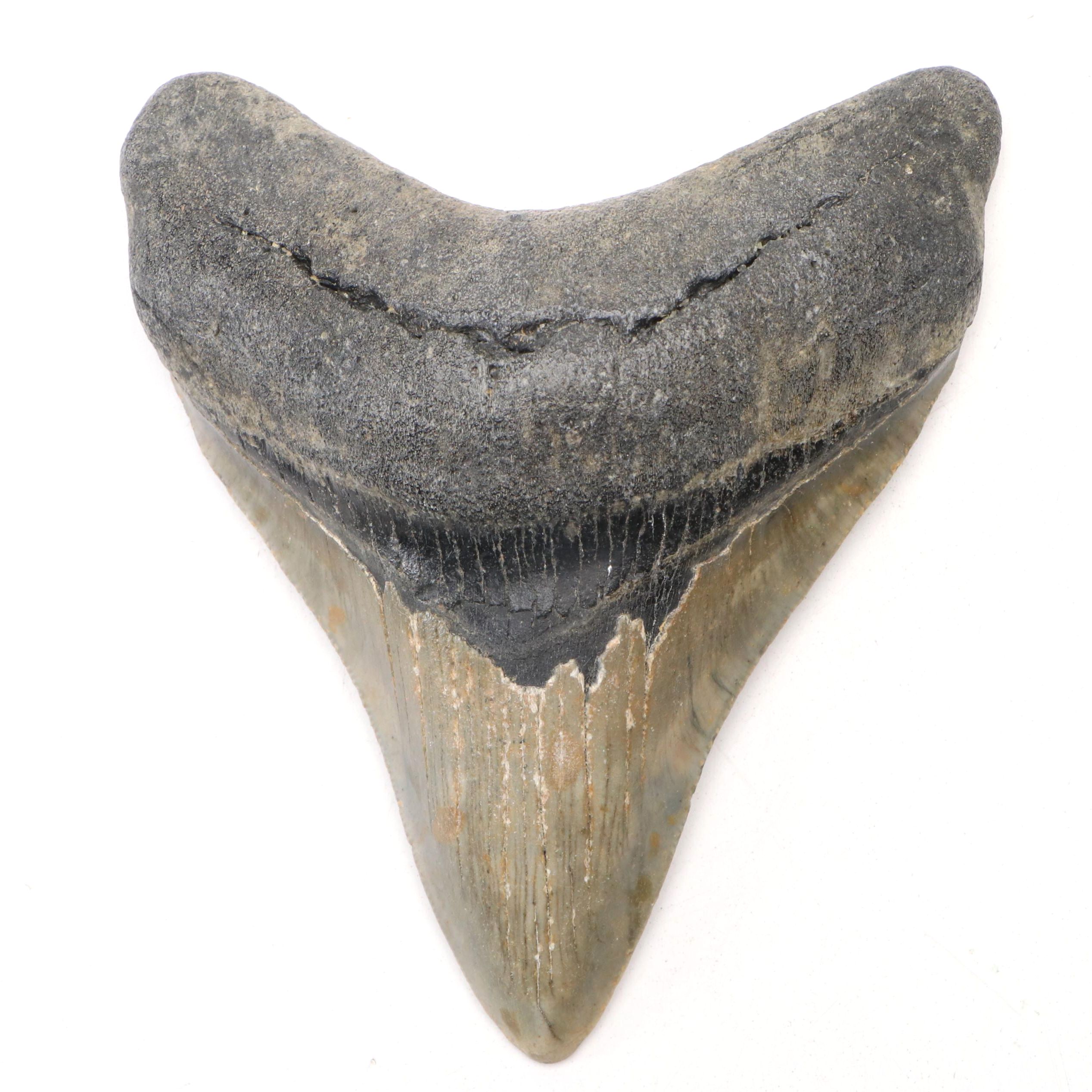 Fossil Megalodon Tooth