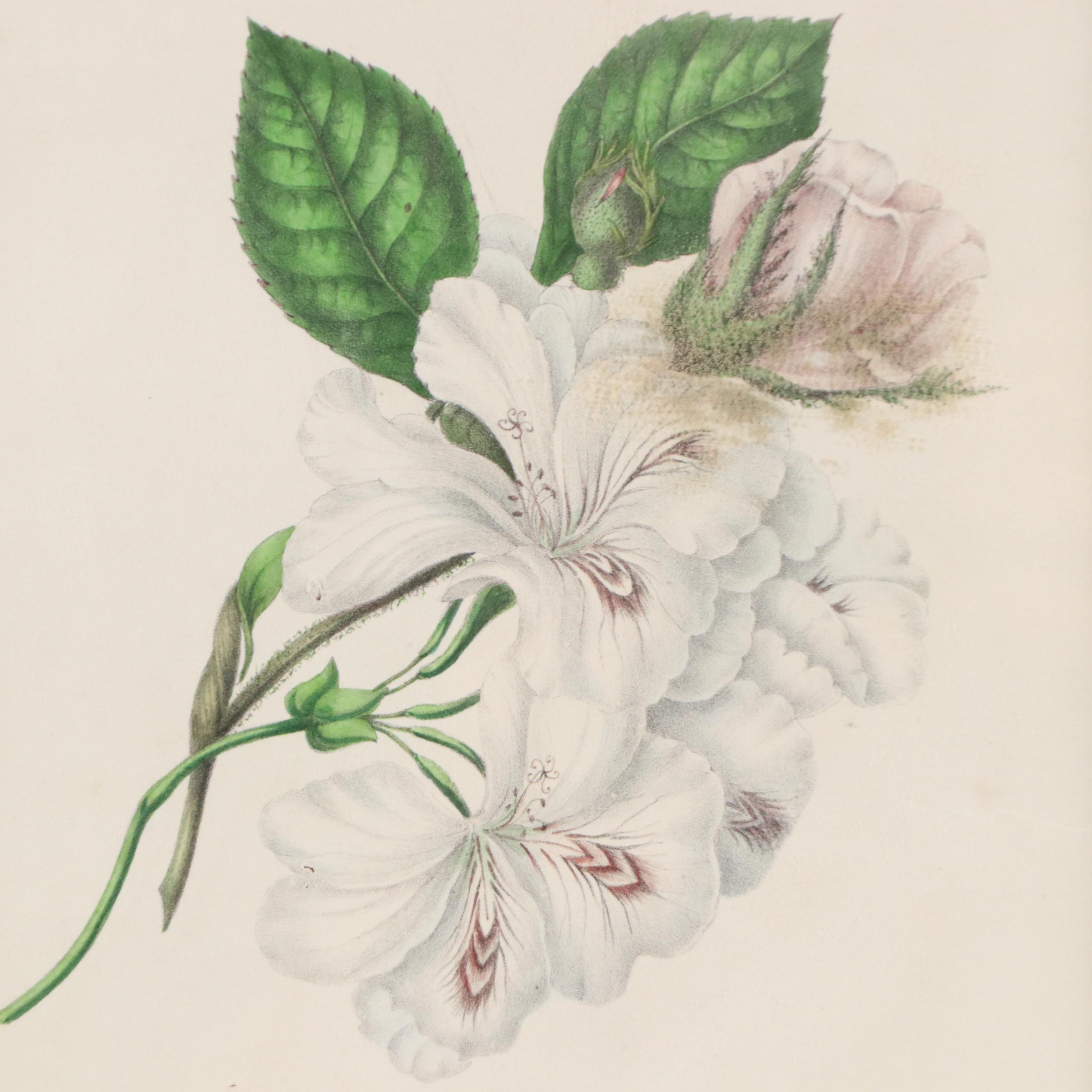 Botanical Illustration Hand-Colored Engravings, 19th C.