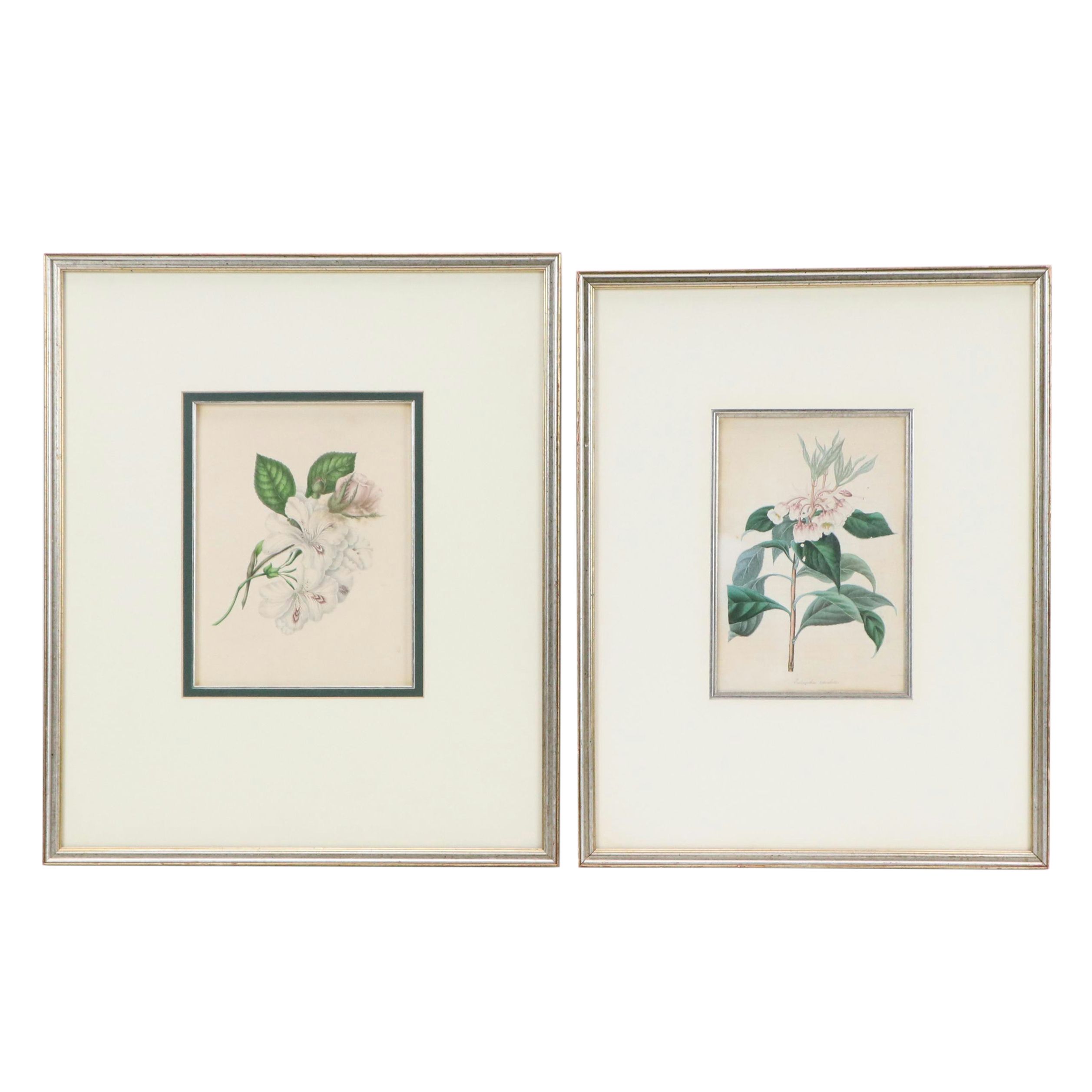 Botanical Illustration Hand-Colored Engravings, 19th C.
