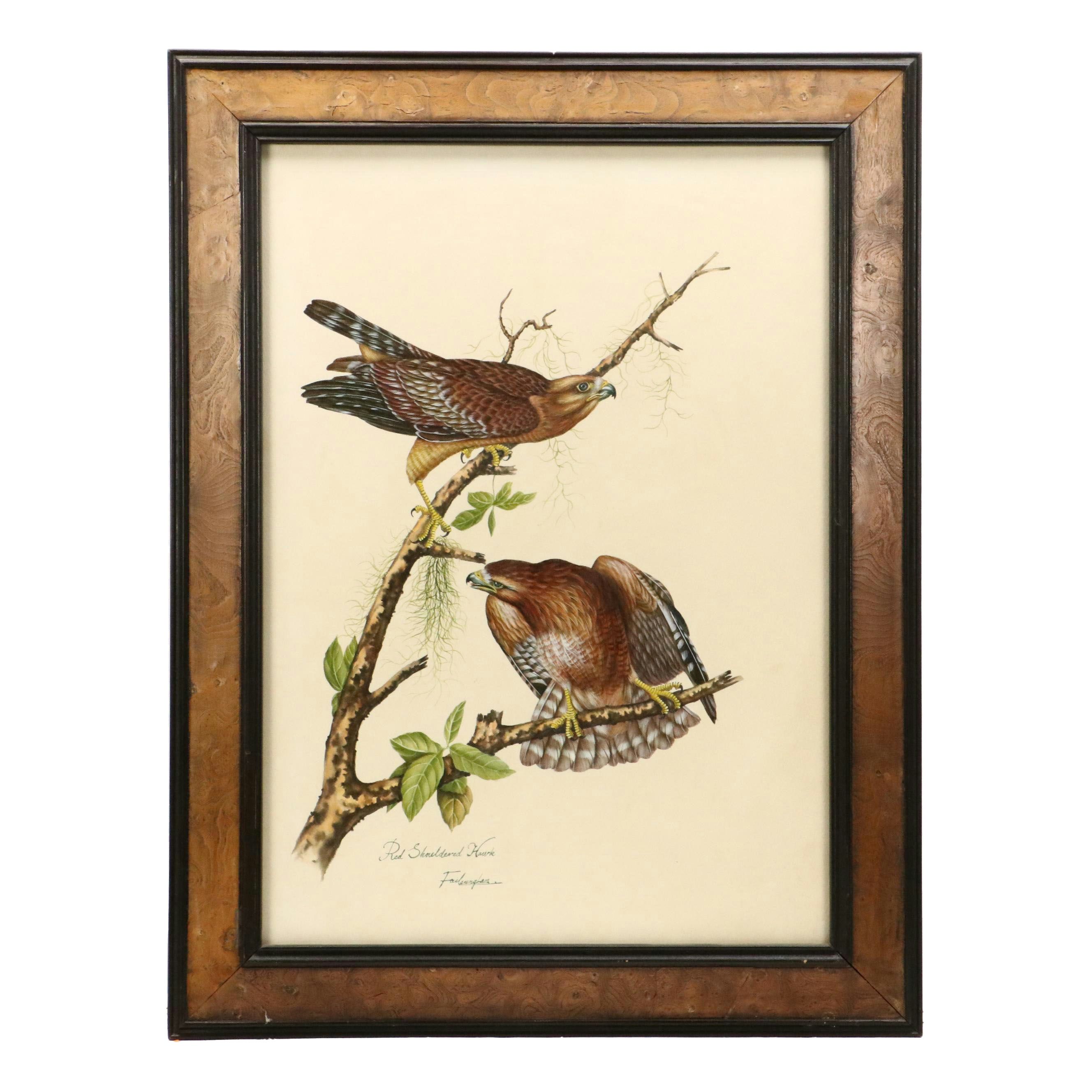 Ornithological Watercolor "Red Shouldered Hawk" After Audubon