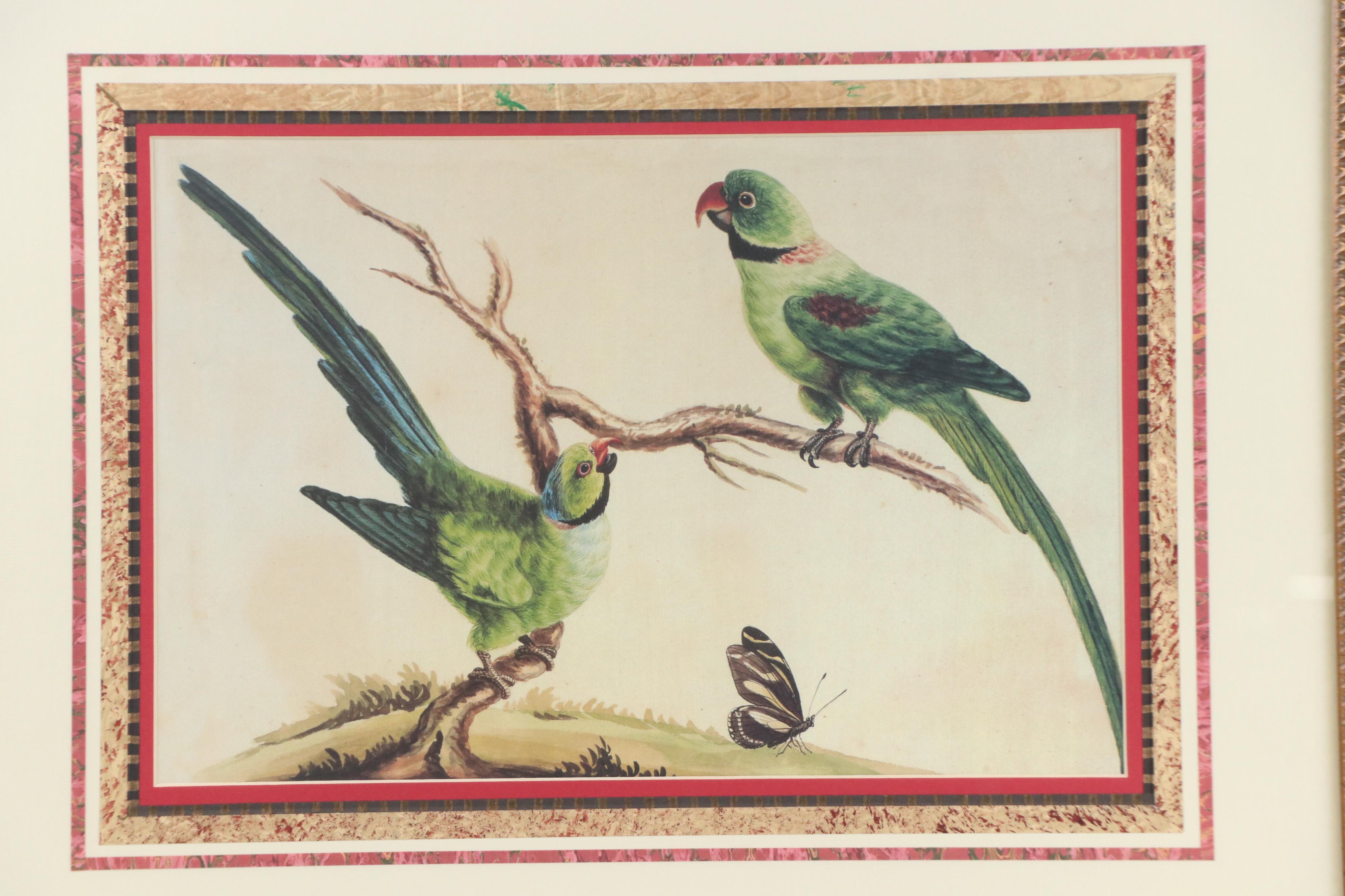 After Sarah Stone Ornithological Offset Lithographs, Circa 2010