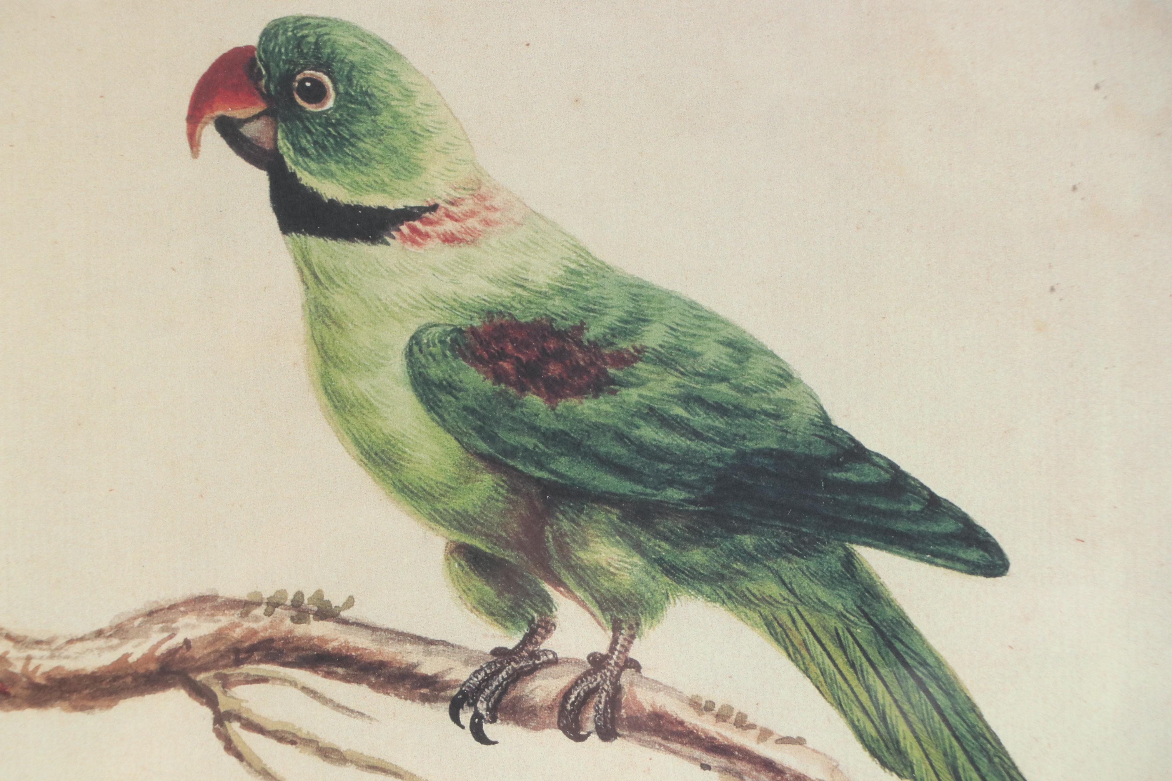 After Sarah Stone Ornithological Offset Lithographs, Circa 2010