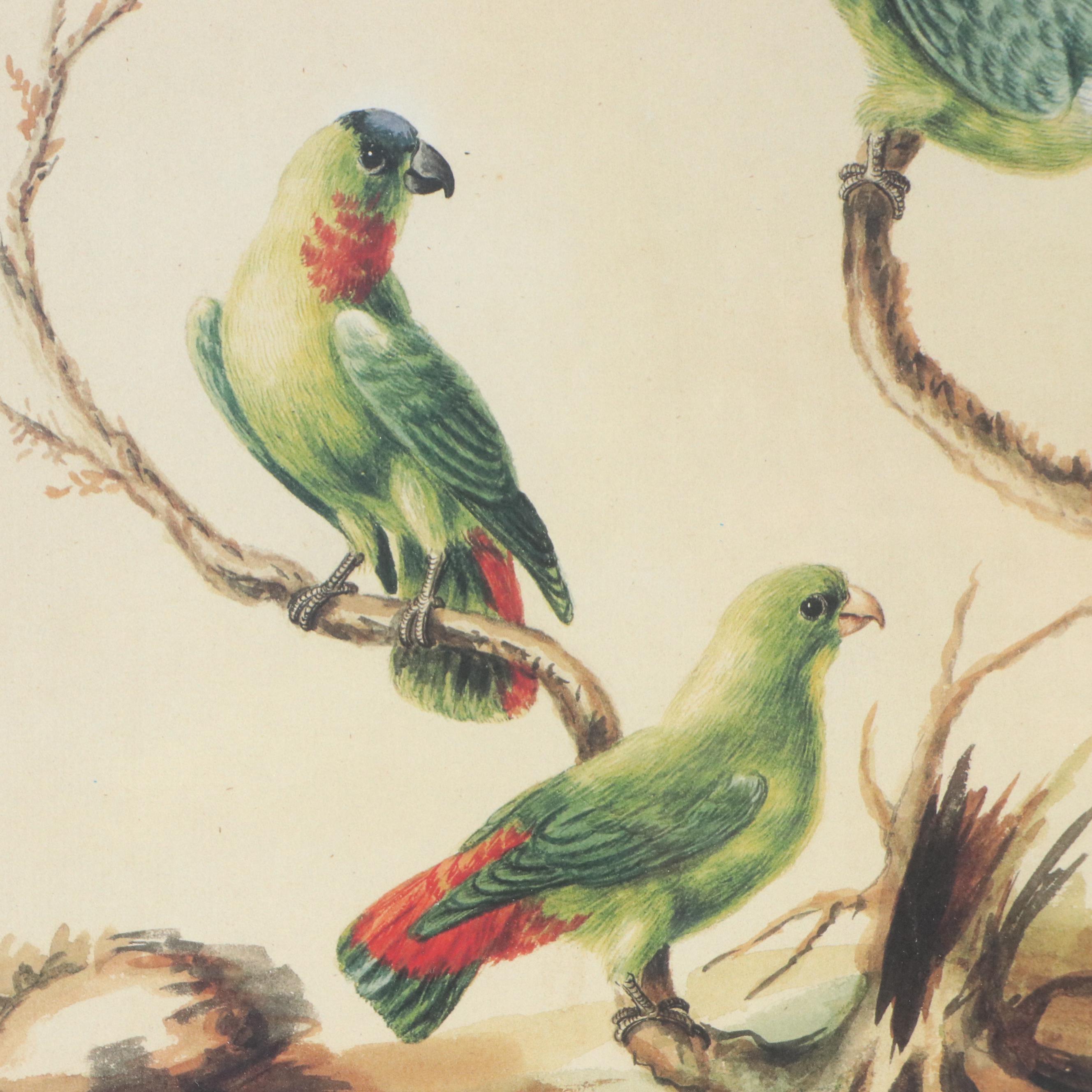 After Sarah Stone Ornithological Offset Lithographs, Circa 2010