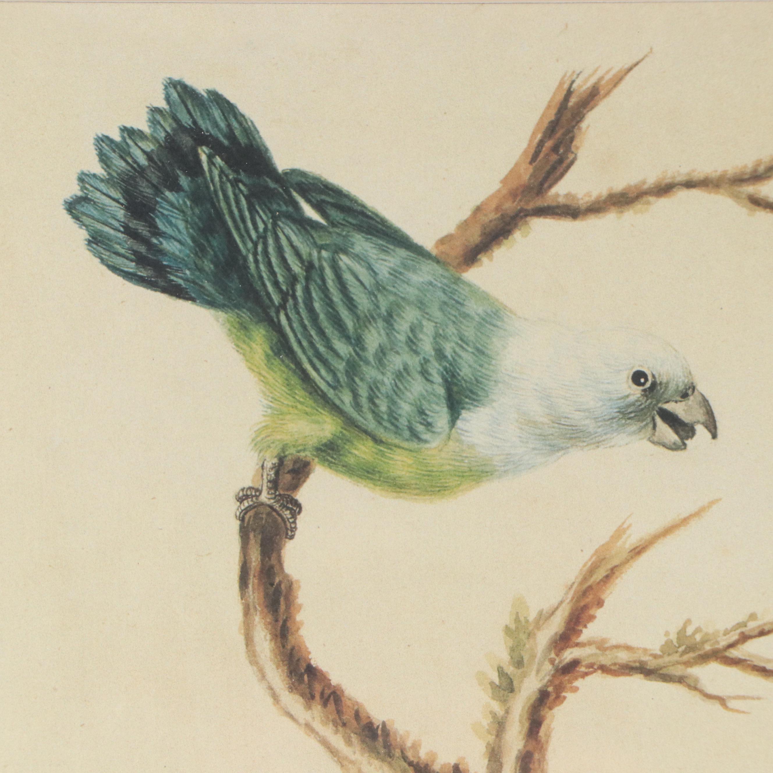 After Sarah Stone Ornithological Offset Lithographs, Circa 2010