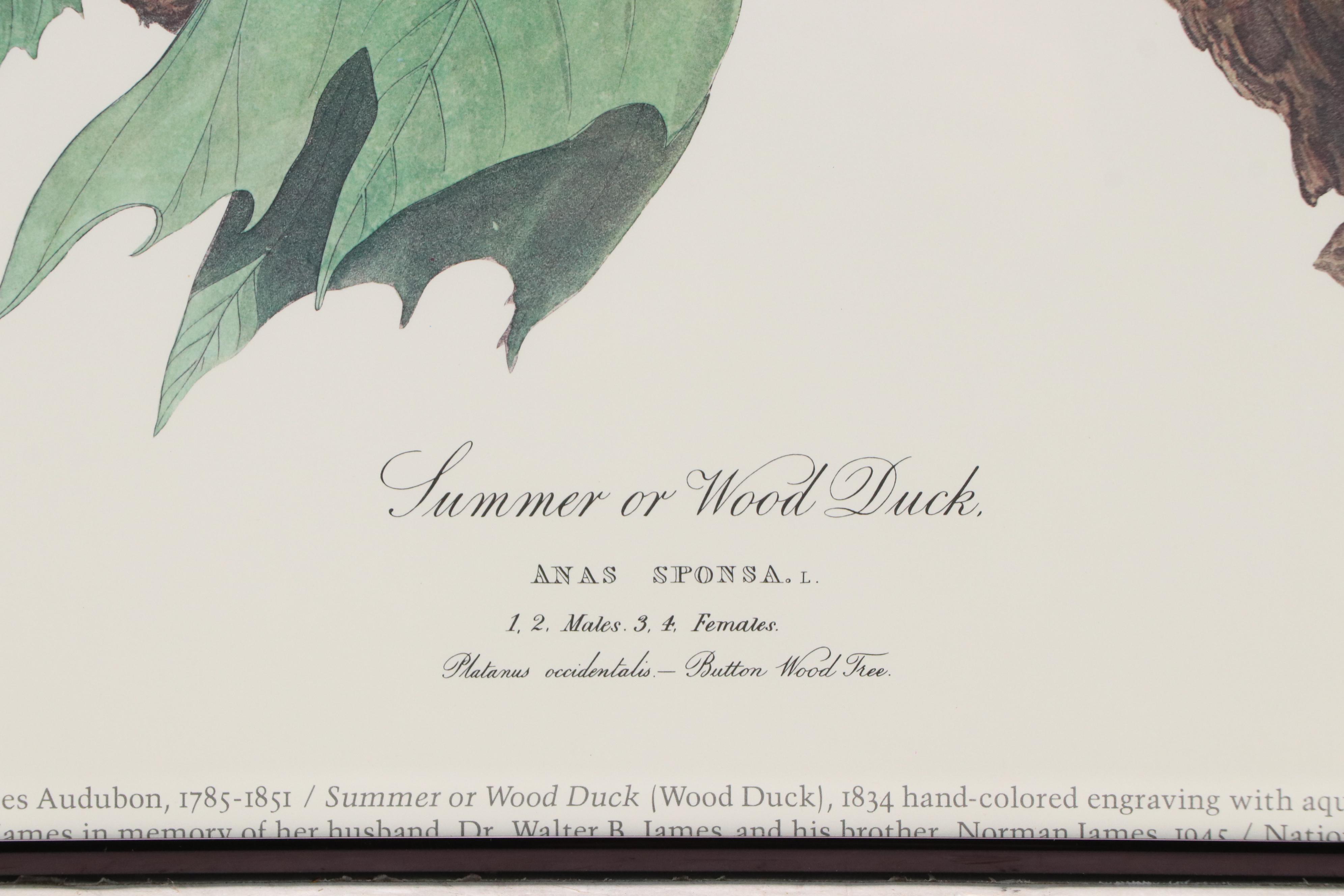 After John James Audubon Offset Lithographs Including "Summer or Wood Duck"