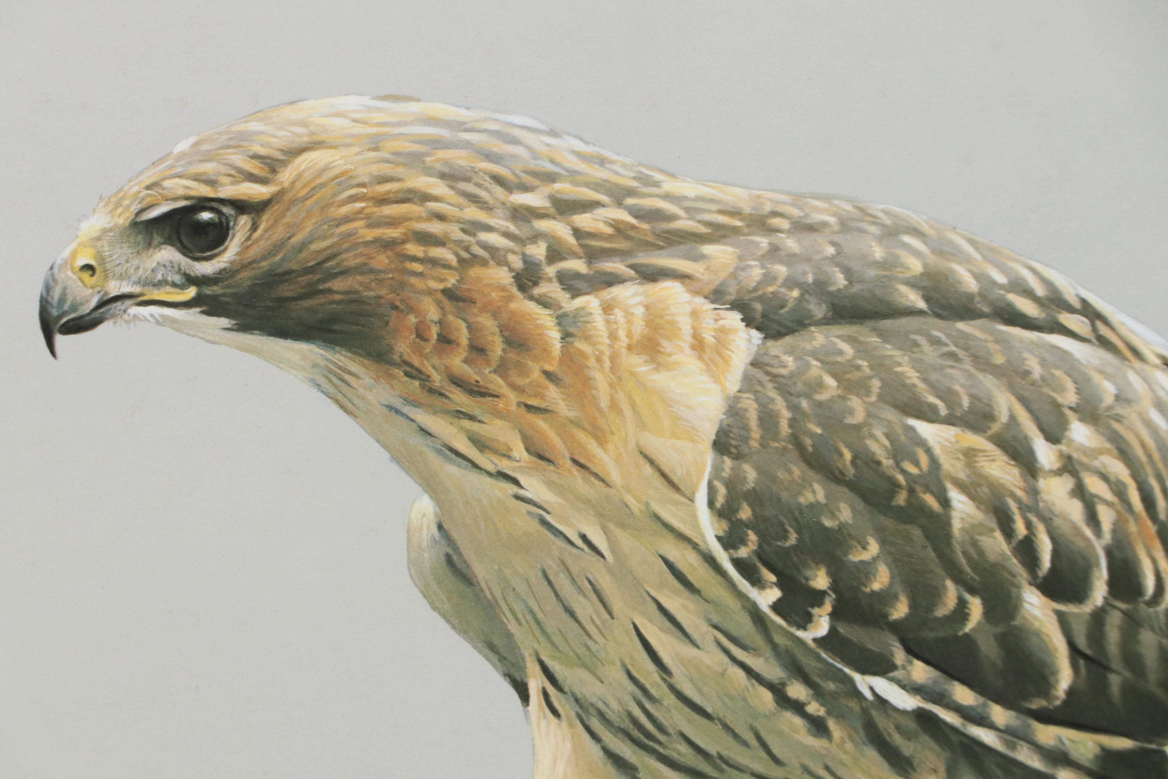 Robert Bateman Offset Lithograph "Red-Tailed Hawk by the Cliff," Late 20th C.