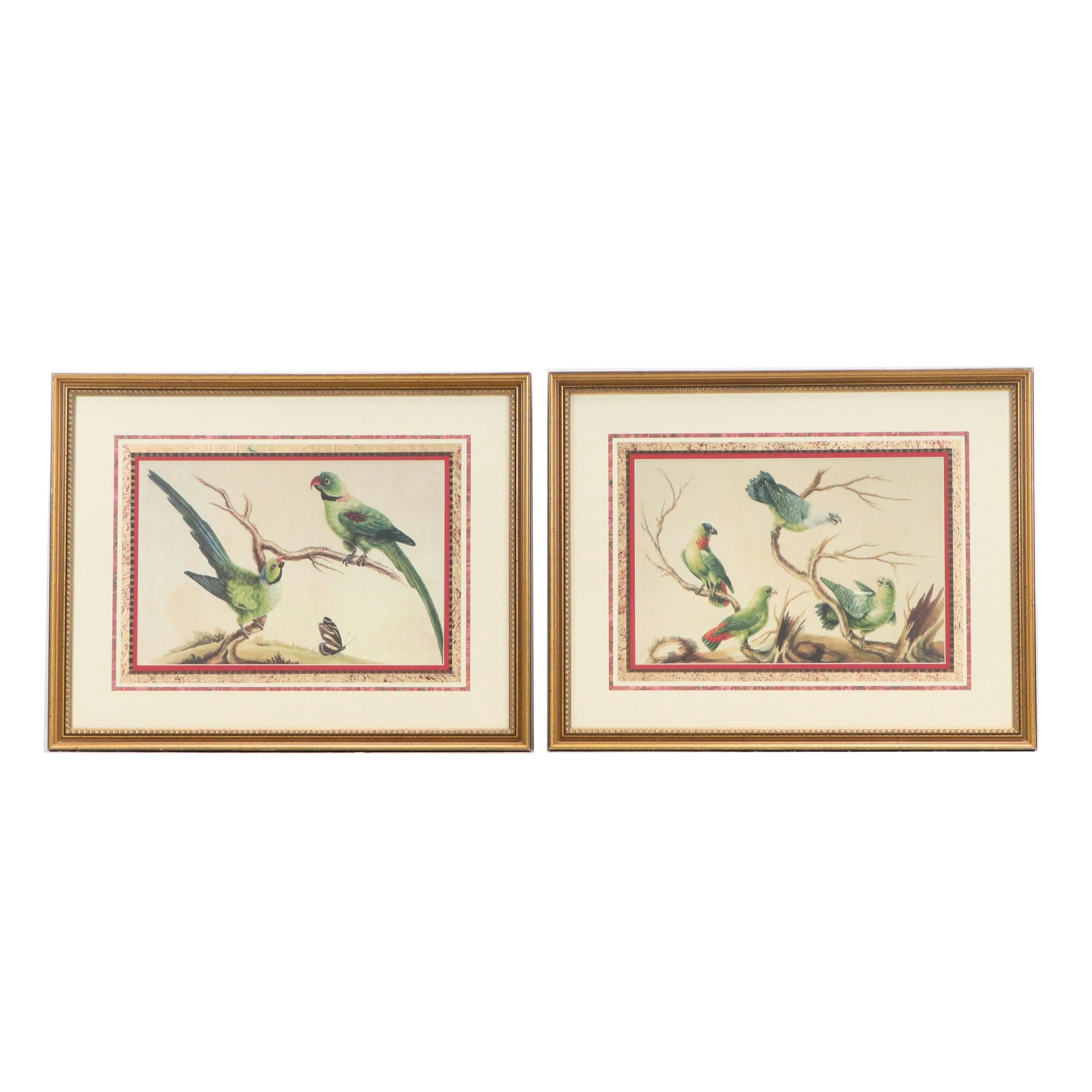 After Sarah Stone Ornithological Offset Lithographs, Circa 2010