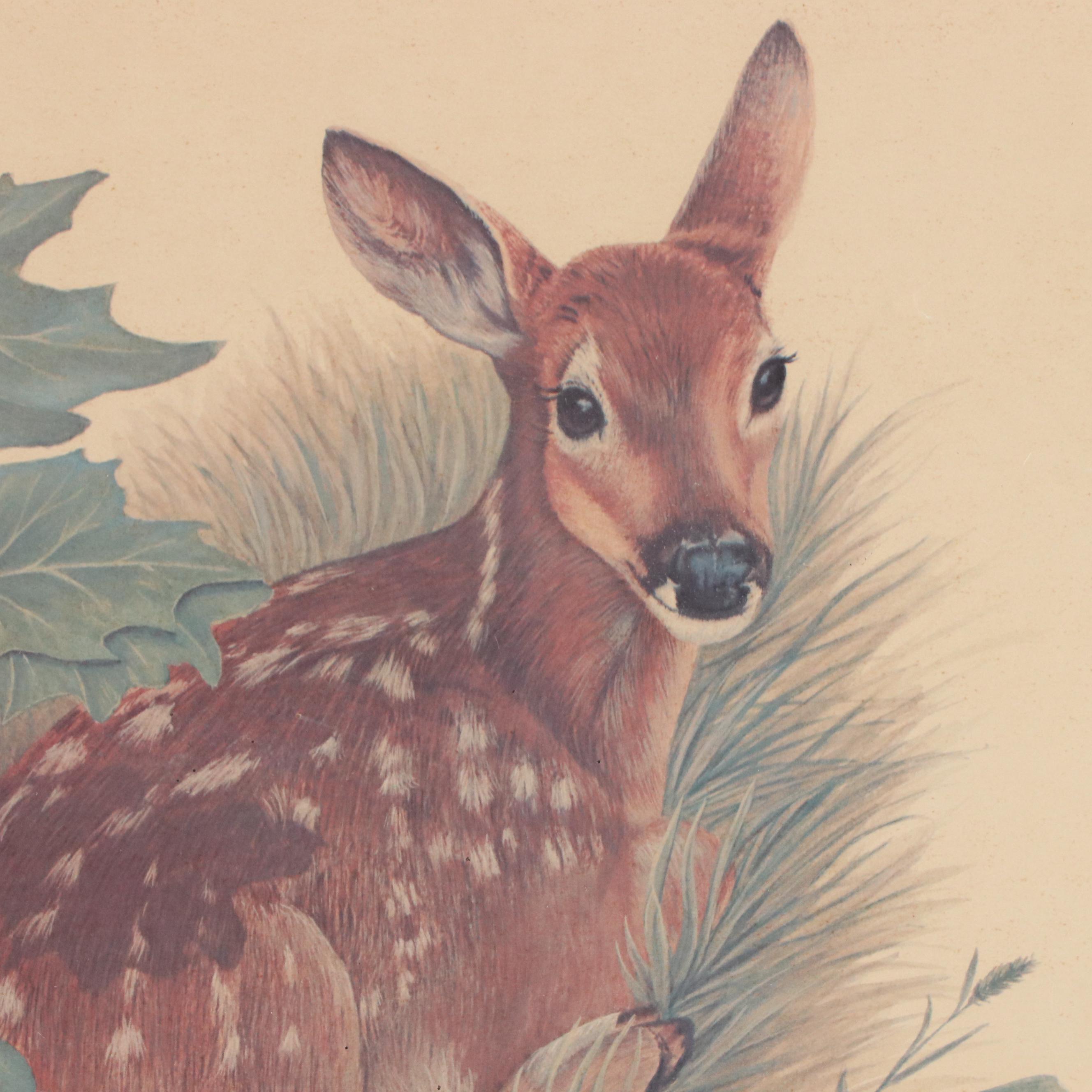 After E. D. Williams Offset Lithograph "White Tail Fawns," 1972