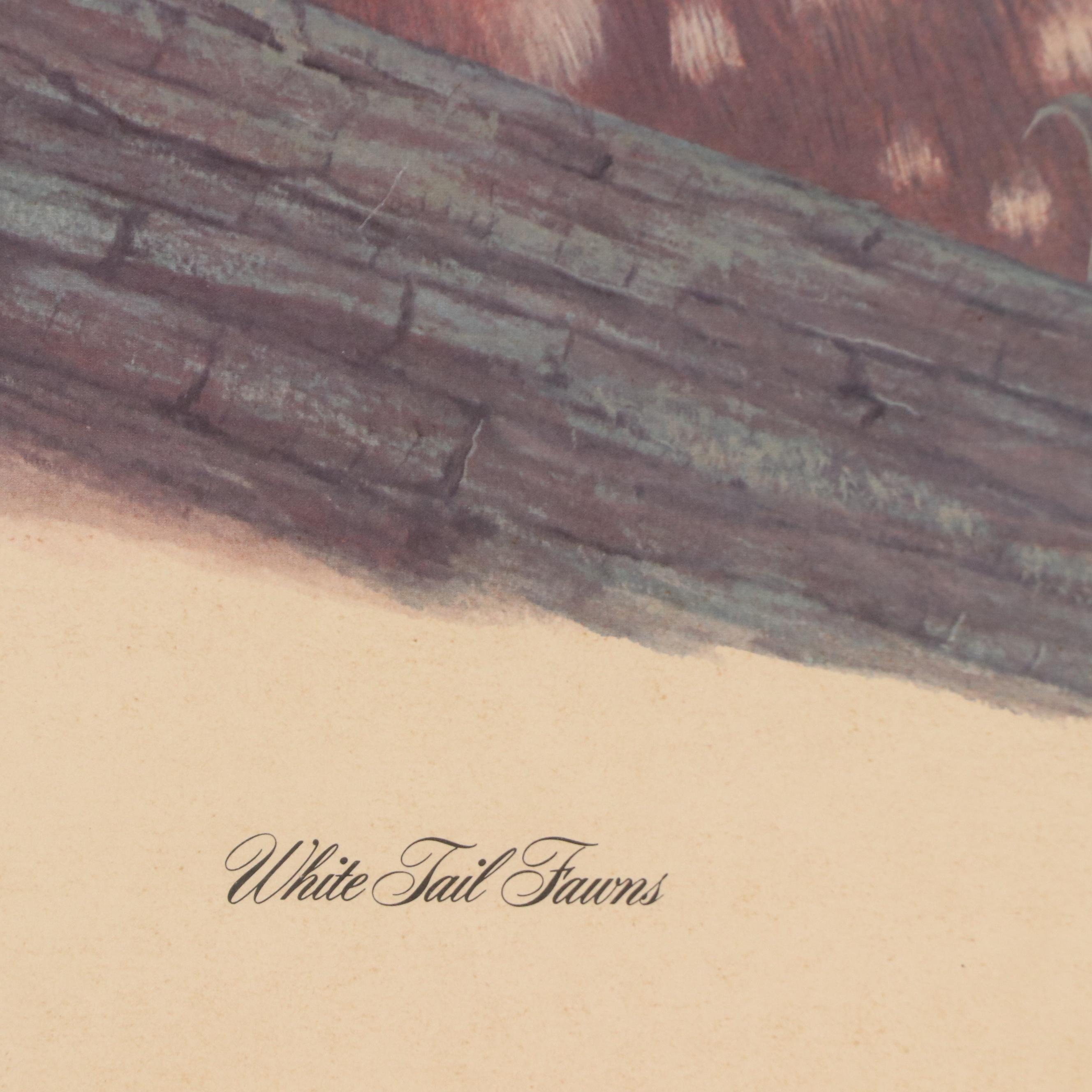 After E. D. Williams Offset Lithograph "White Tail Fawns," 1972