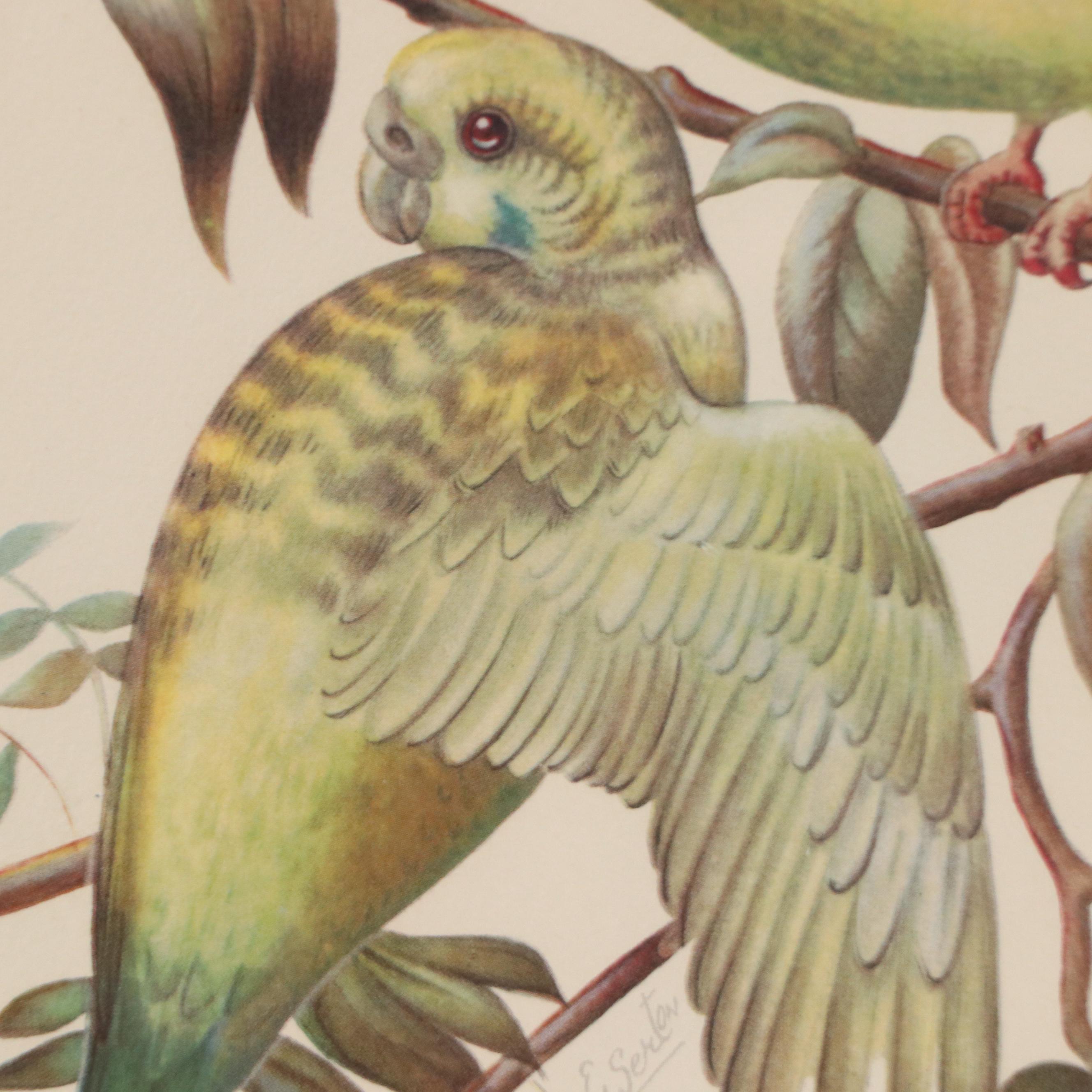 Ornithological Offset Lithograph of Parakeets After E. Serton