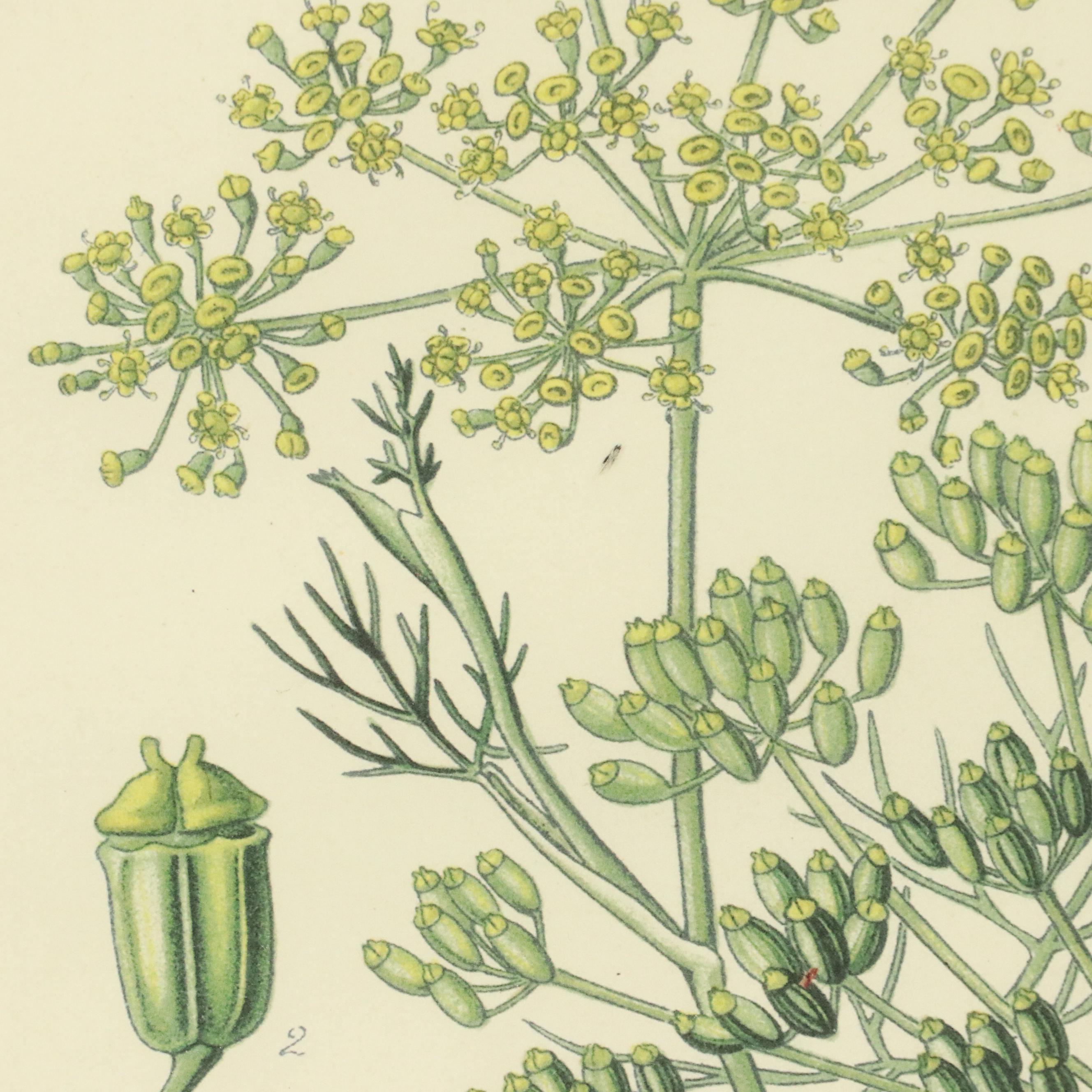 Botanical Offset Lithographs, Late 20th Century