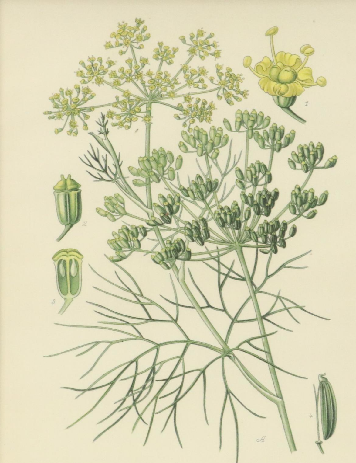 Botanical Offset Lithographs, Late 20th Century