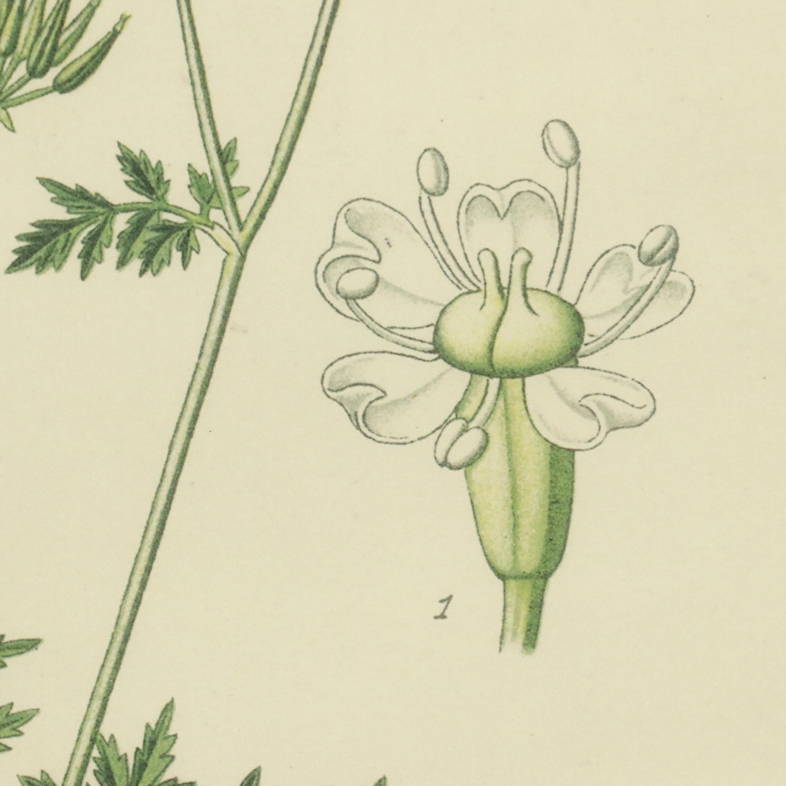 Botanical Offset Lithographs, Late 20th Century