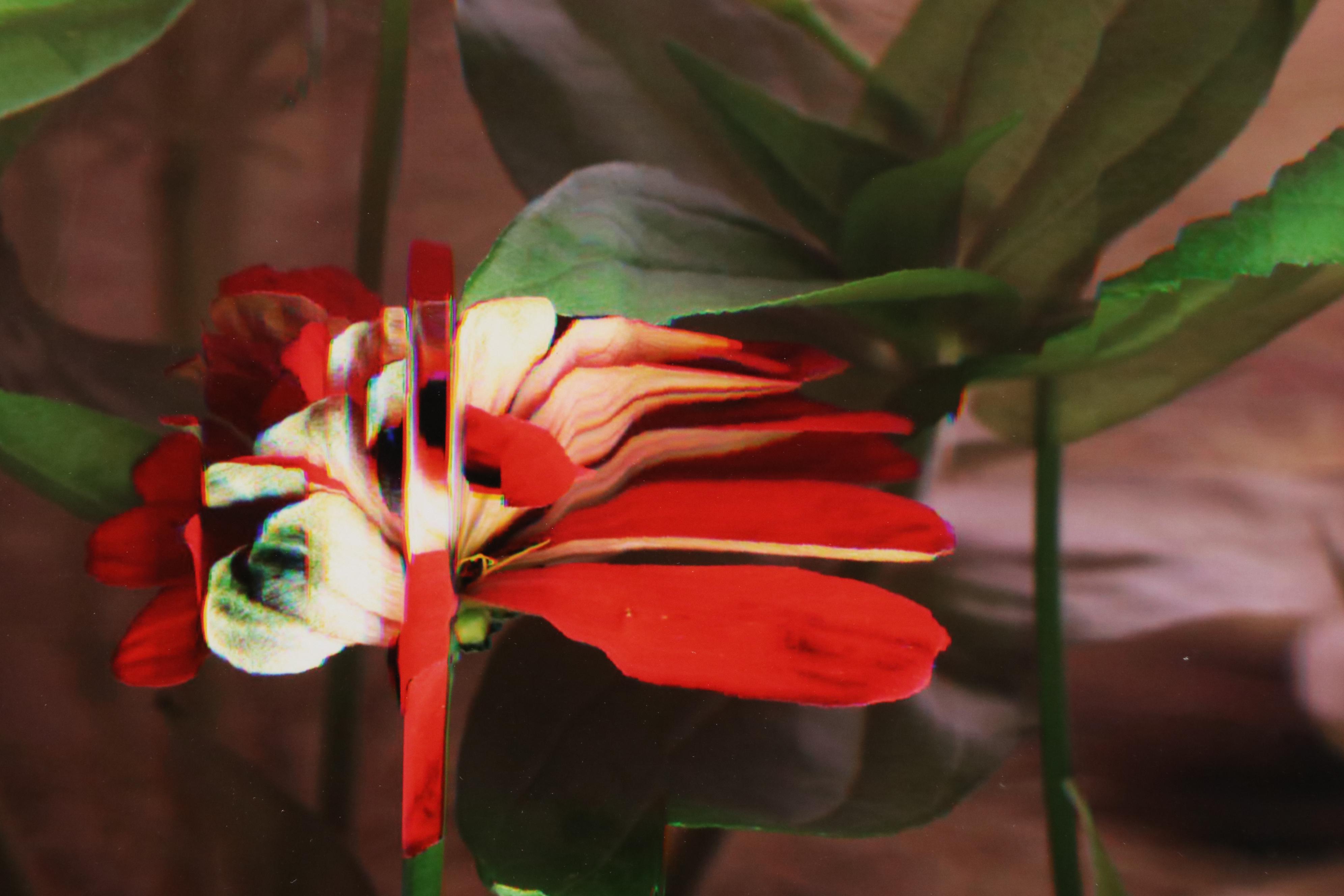 Bruce Checefsky Archival C-Print "Zinnie Elegans (Red)," 2011