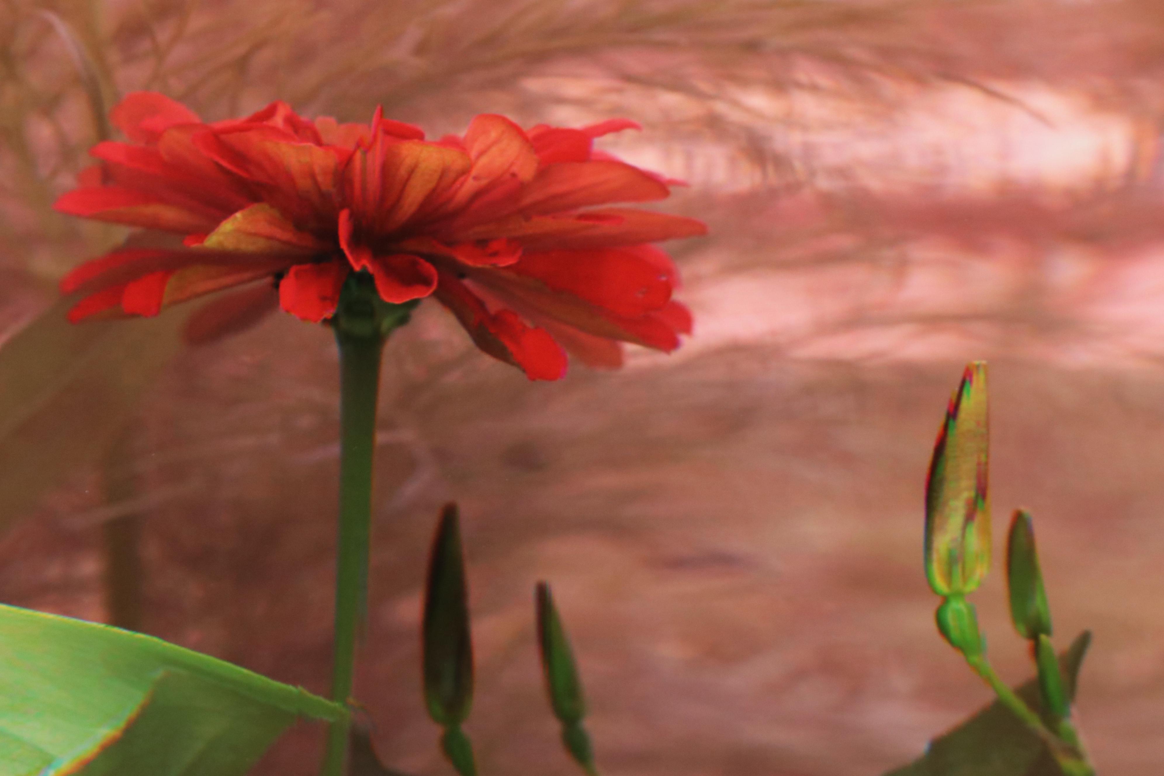 Bruce Checefsky Archival C-Print "Zinnie Elegans (Red)," 2011