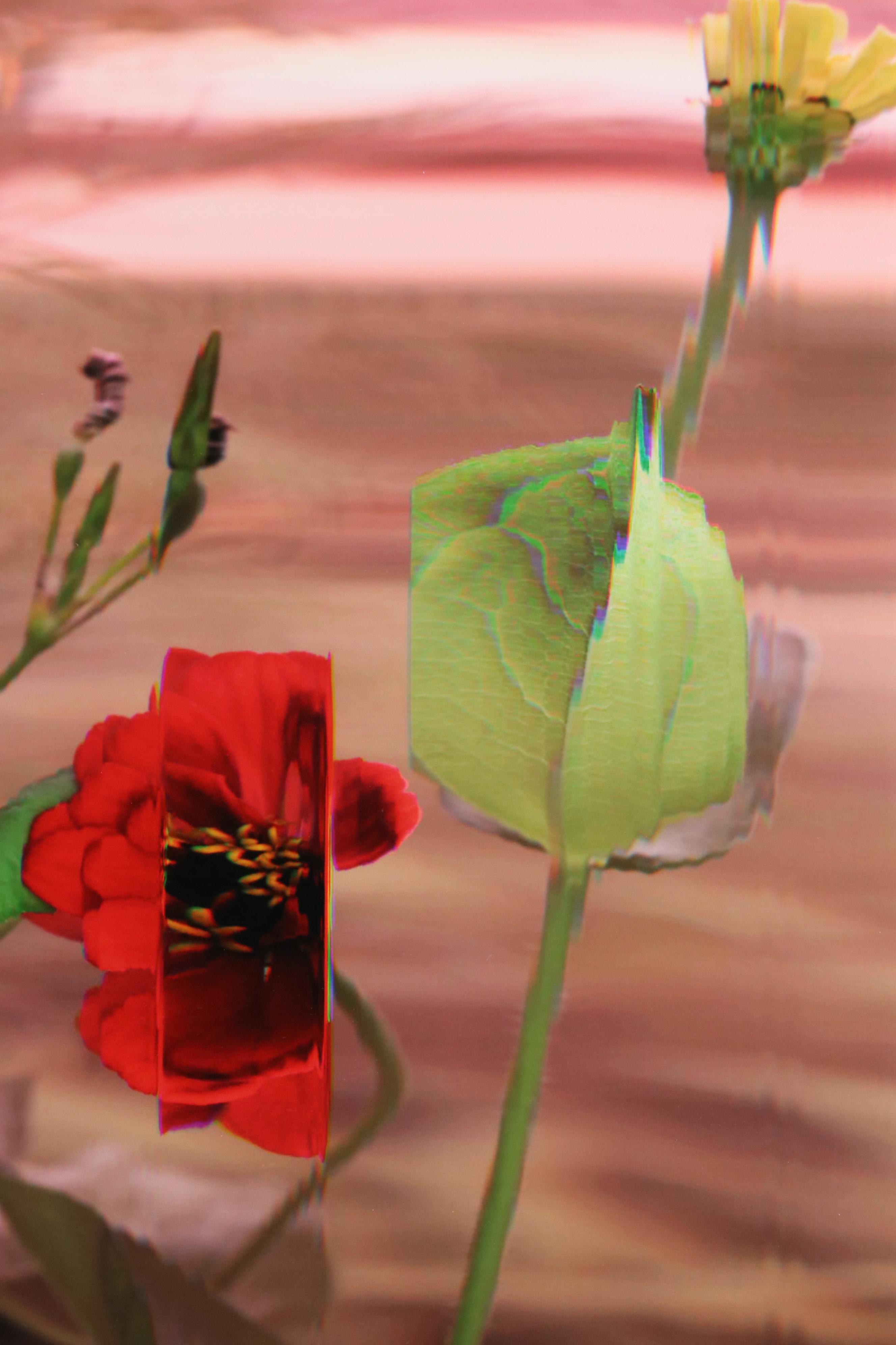 Bruce Checefsky Archival C-Print "Zinnie Elegans (Red)," 2011