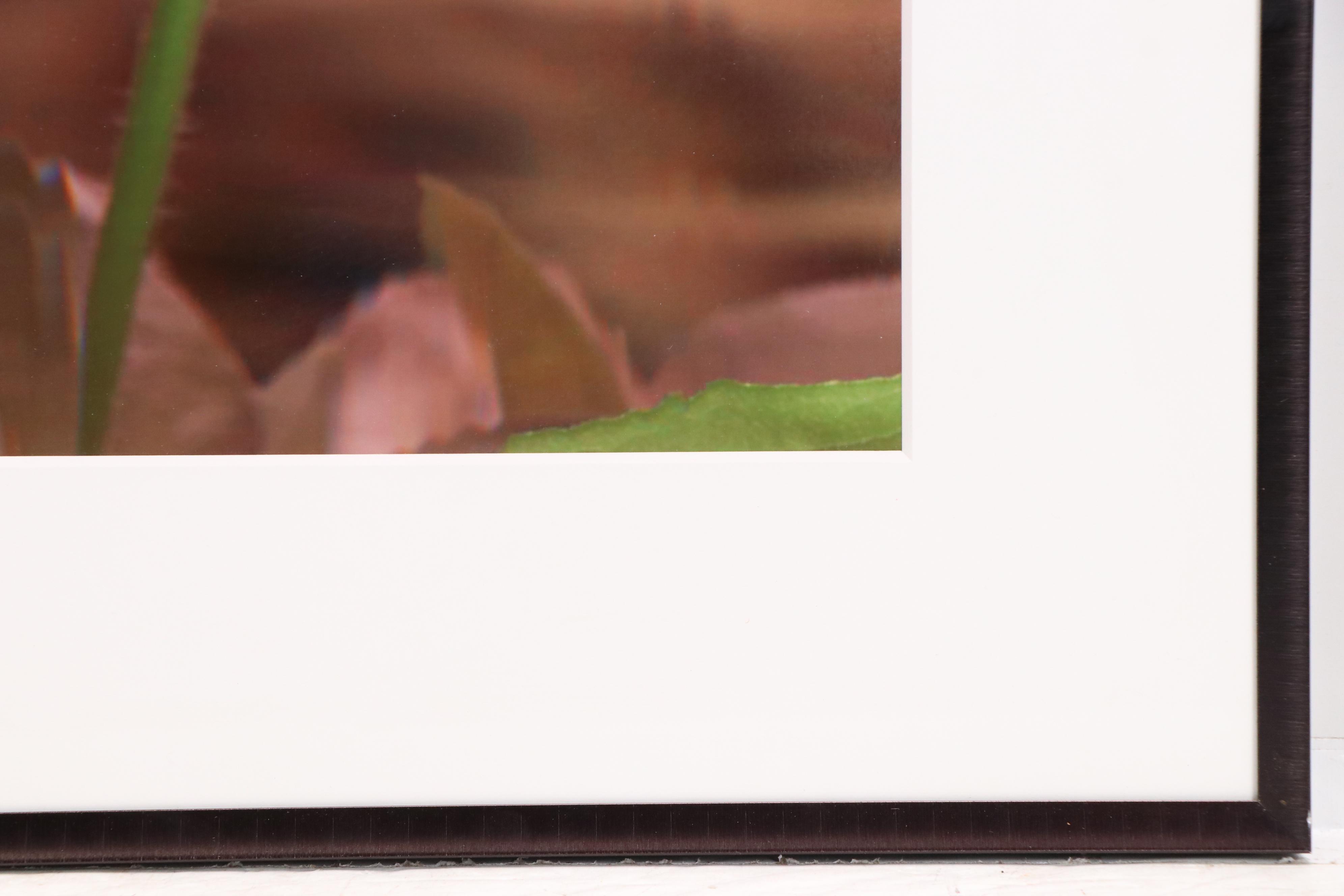 Bruce Checefsky Archival C-Print "Zinnie Elegans (Red)," 2011